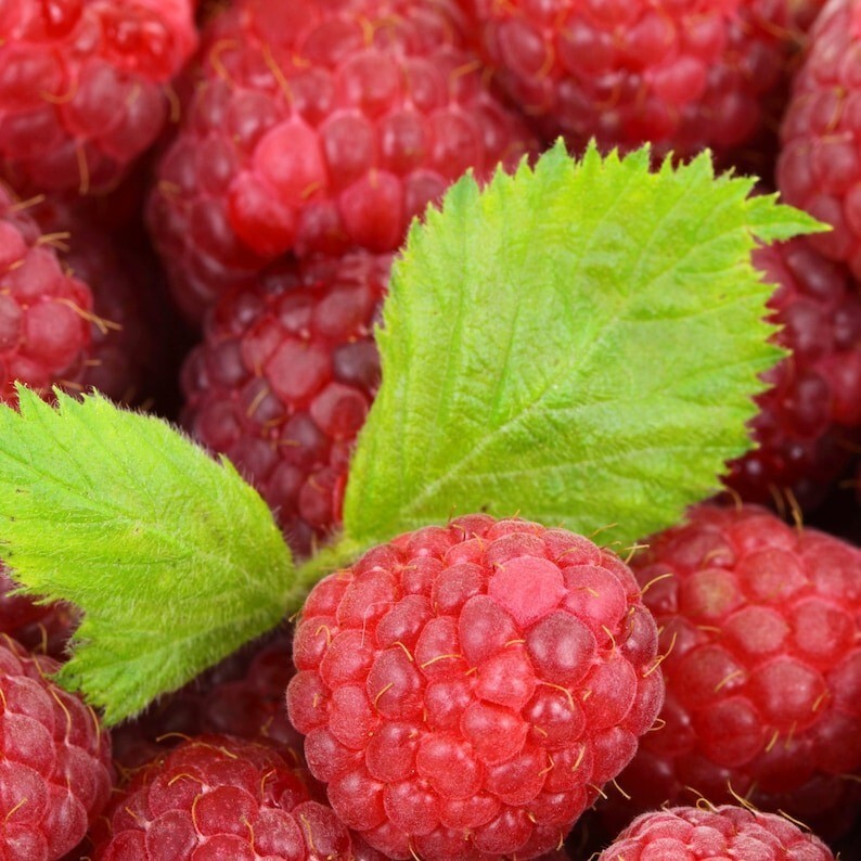 10+ Seeds Raspberry Organic Seeds, Heirloom, Open Pollinated, Grow In-Outdoors