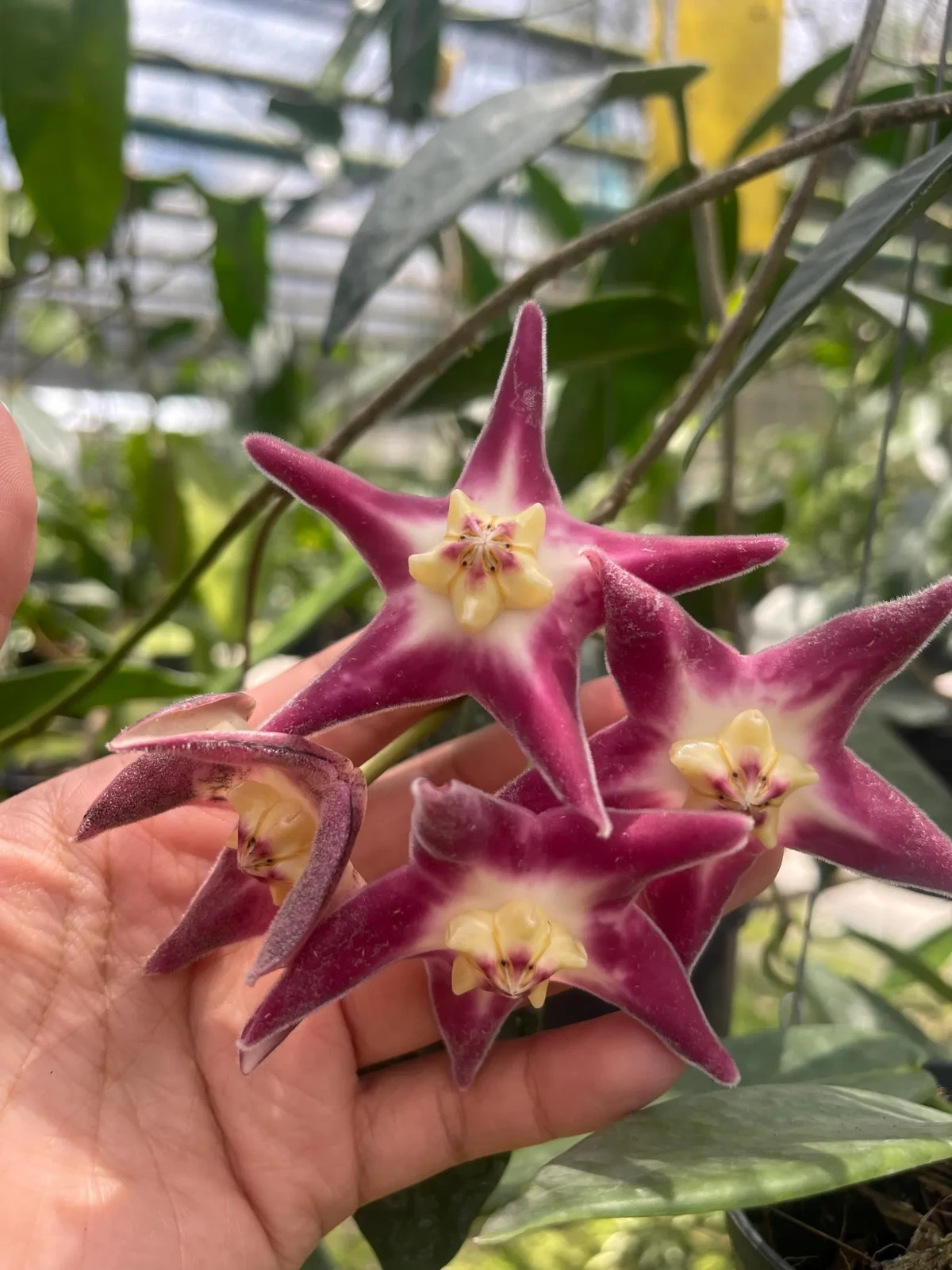 Real Picture Hoya Stenakei Pink Lush Leaves Rare Plant