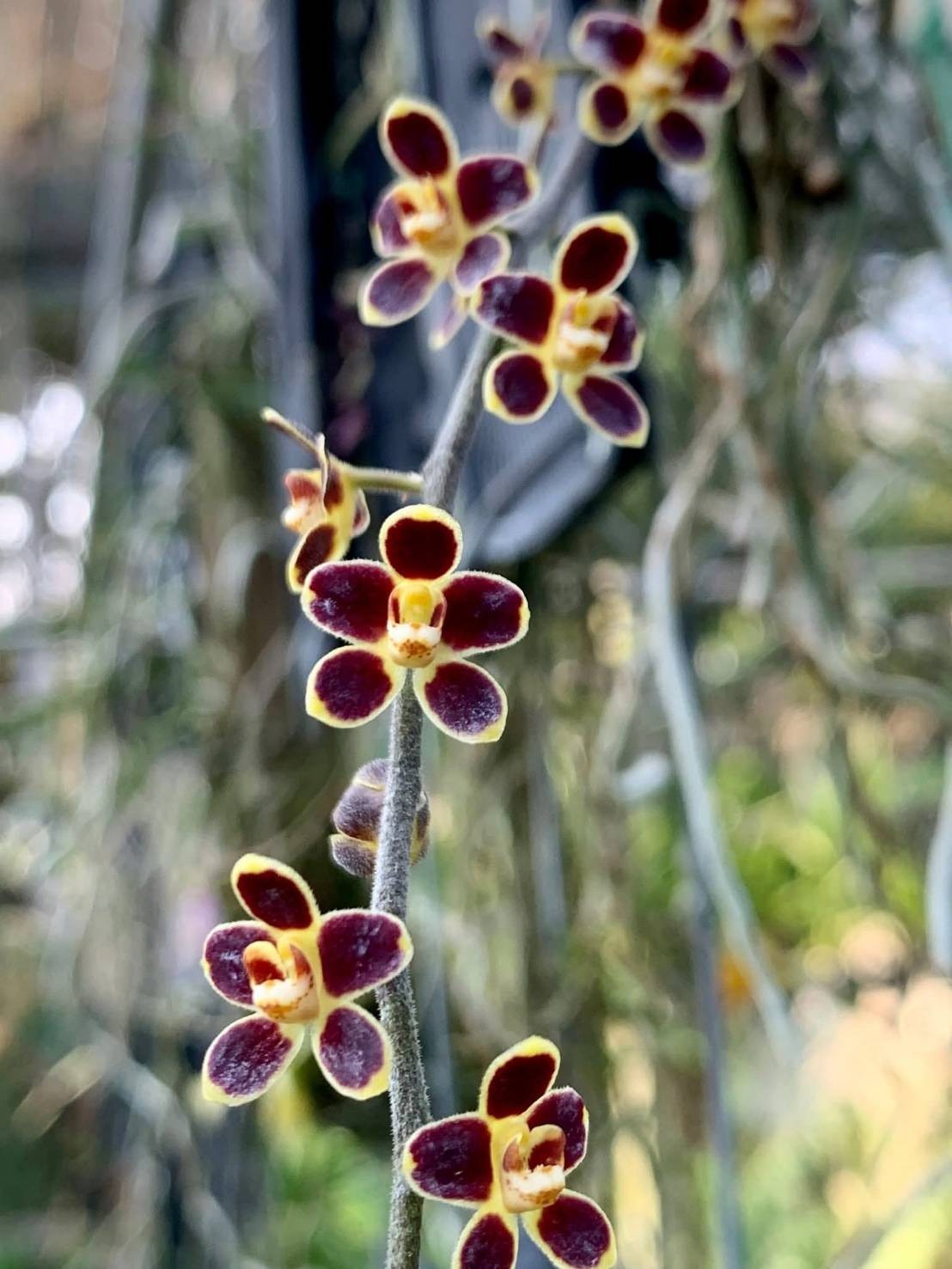Red Chiloschista viridiflora Seidenf / Leafless Orchid 1 pc.