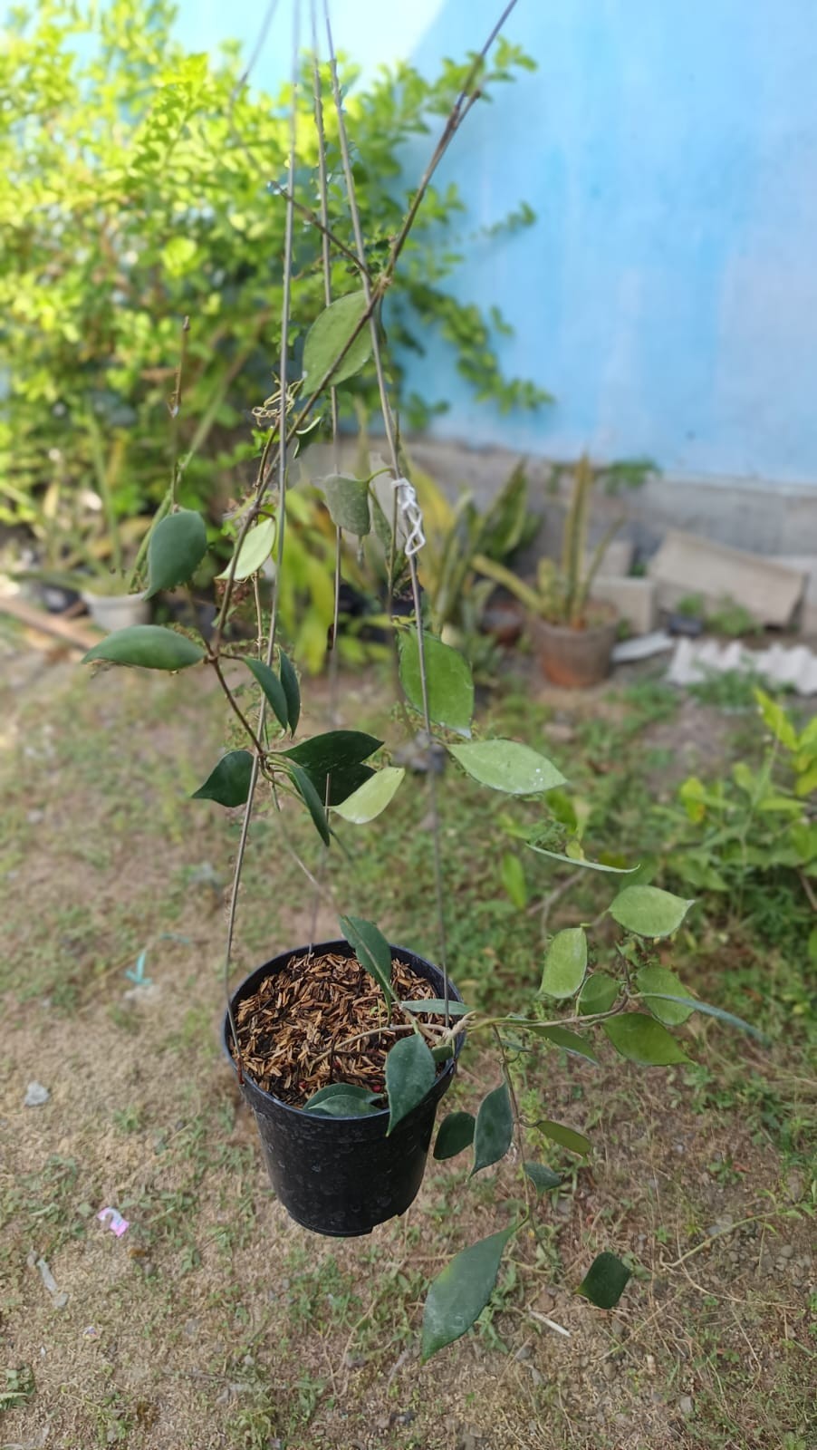 Real Picture Hoya Inconspicua Pink Sp Papua Lush Leaves