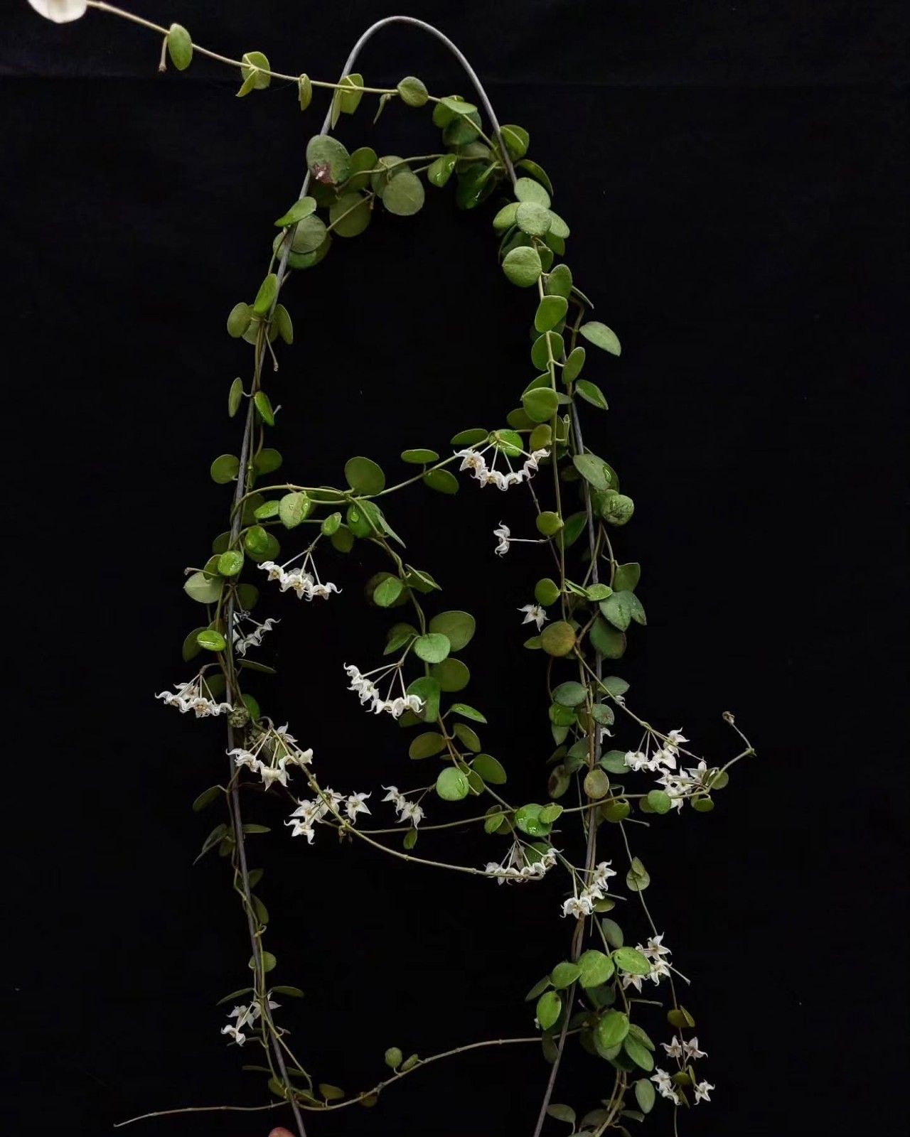 Hoya IM08 Sp Papua Rare Variegated, Real Picture, Aroid Houseplant