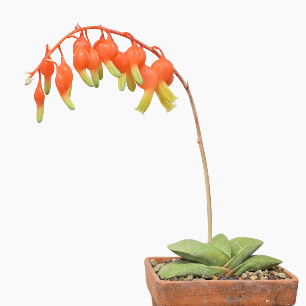 Gasteria glomerata SEEDS – Gasteria | Ox-tongue
