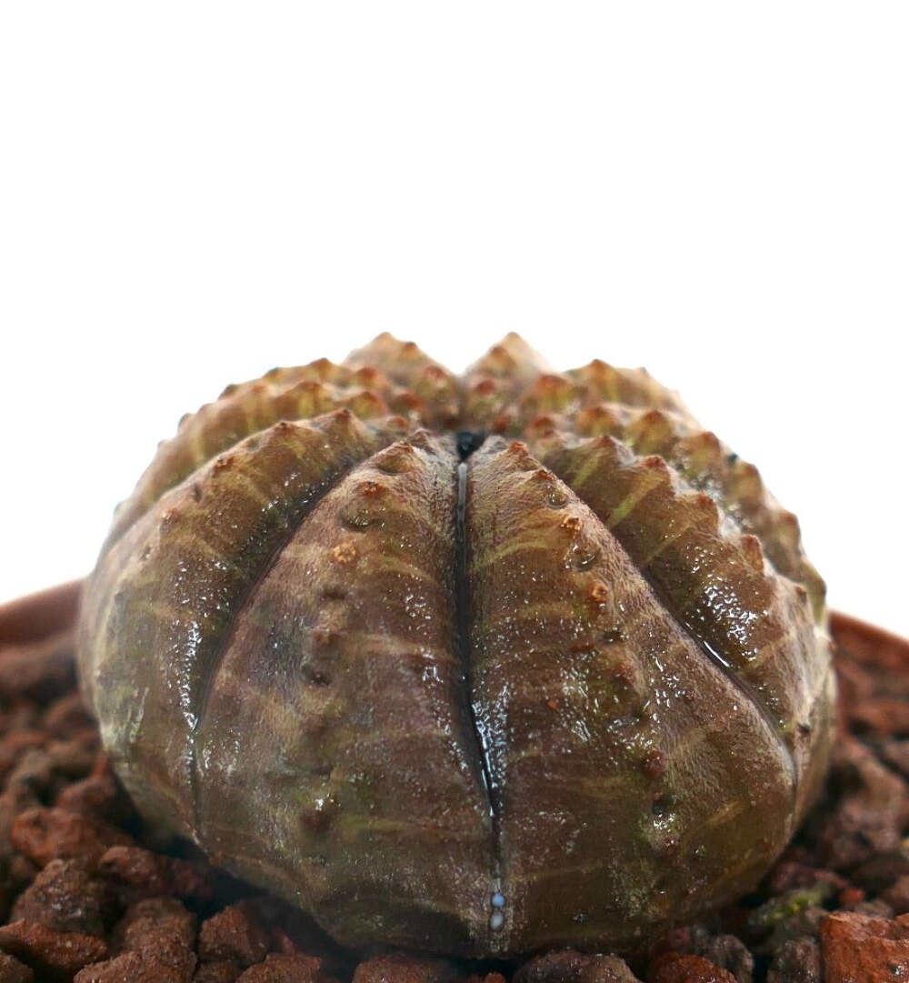 Euphorbia obesa BROWNISH BODY with extra RIB C182