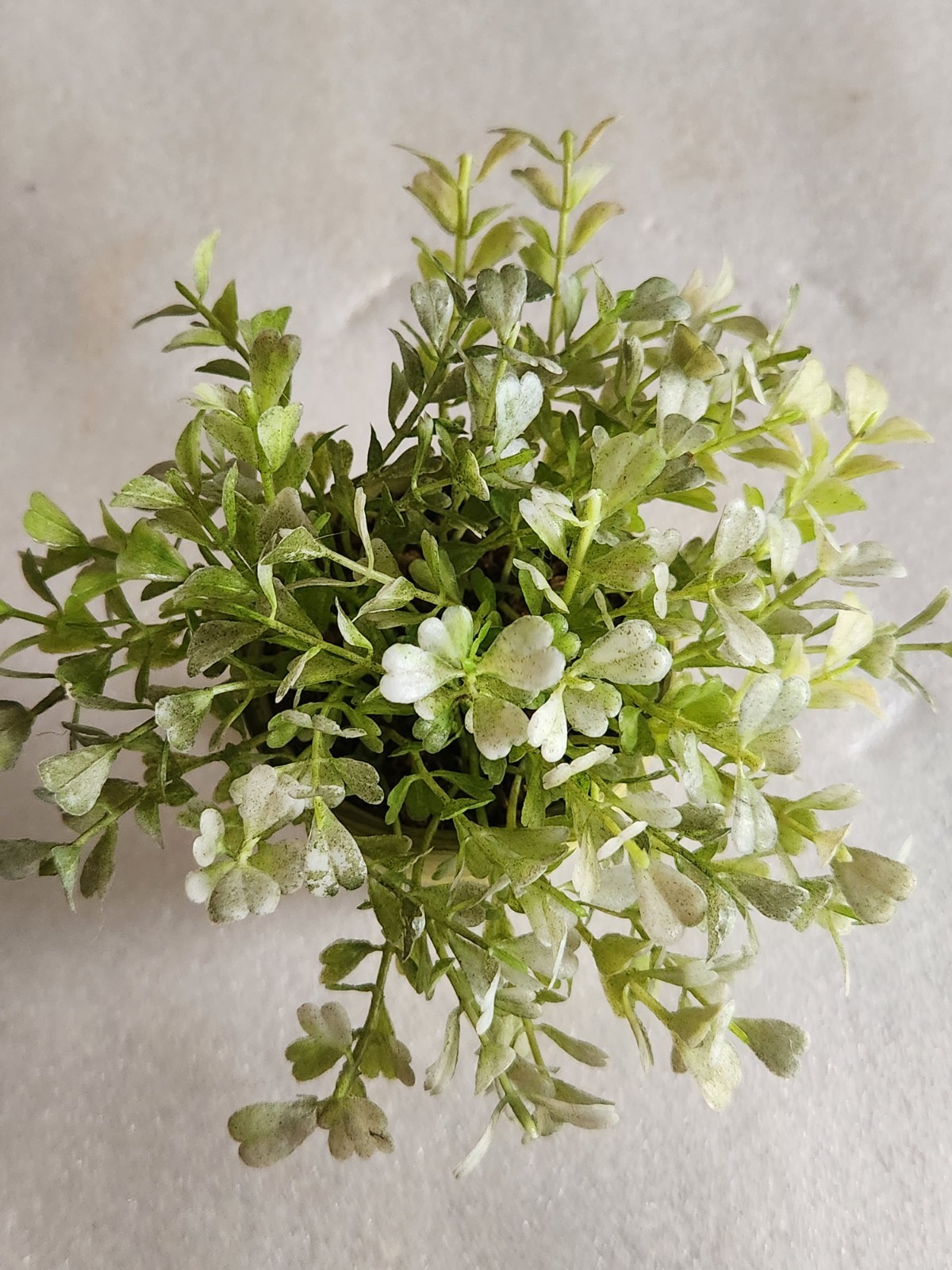 Small Green Ceramic Flower Pot with Artificial Baby Tear Plant • Pot 3⅜” Tall