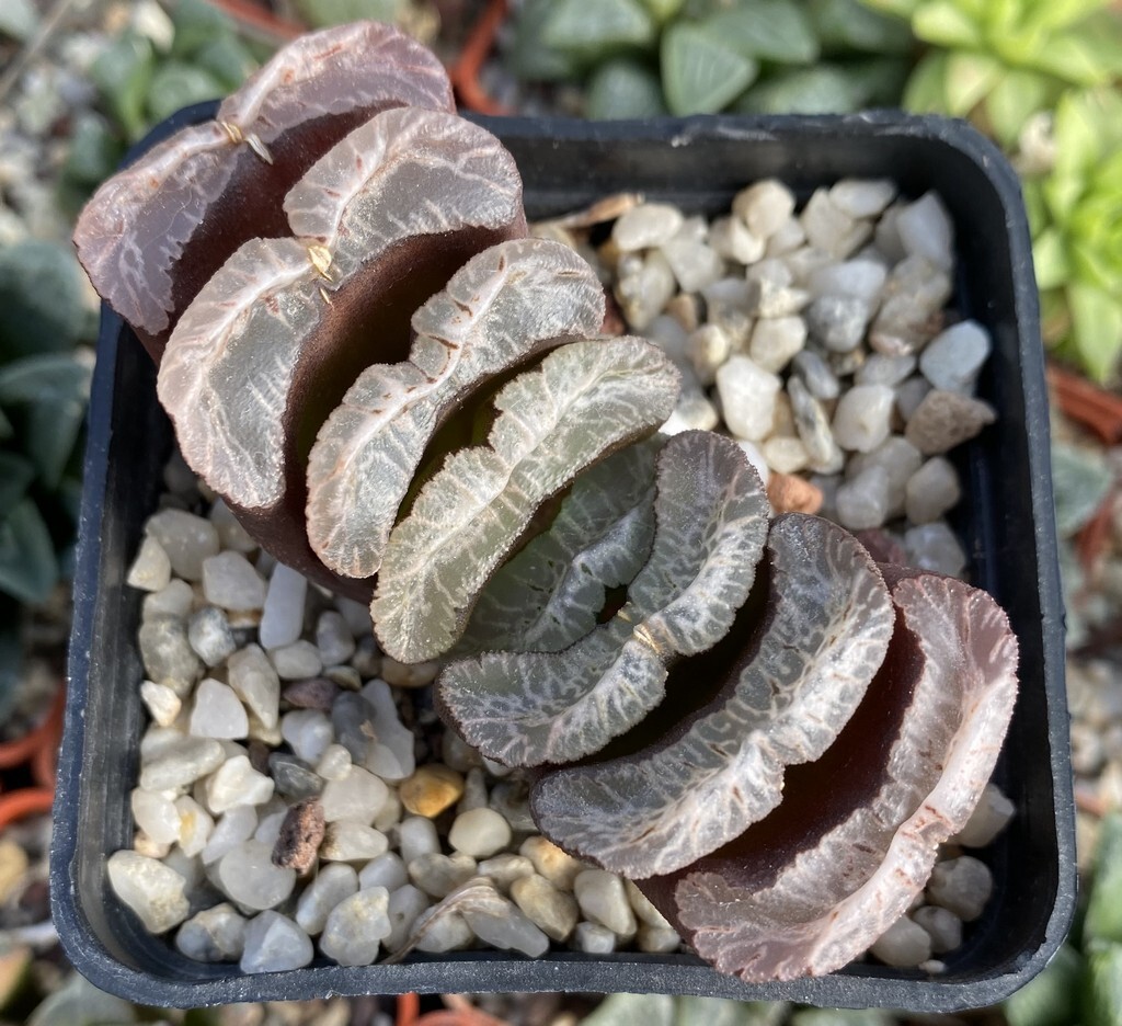 Haworthia truncata ‘Maguni-nu-ka-N’ TSC 10seeds harvest 2023
