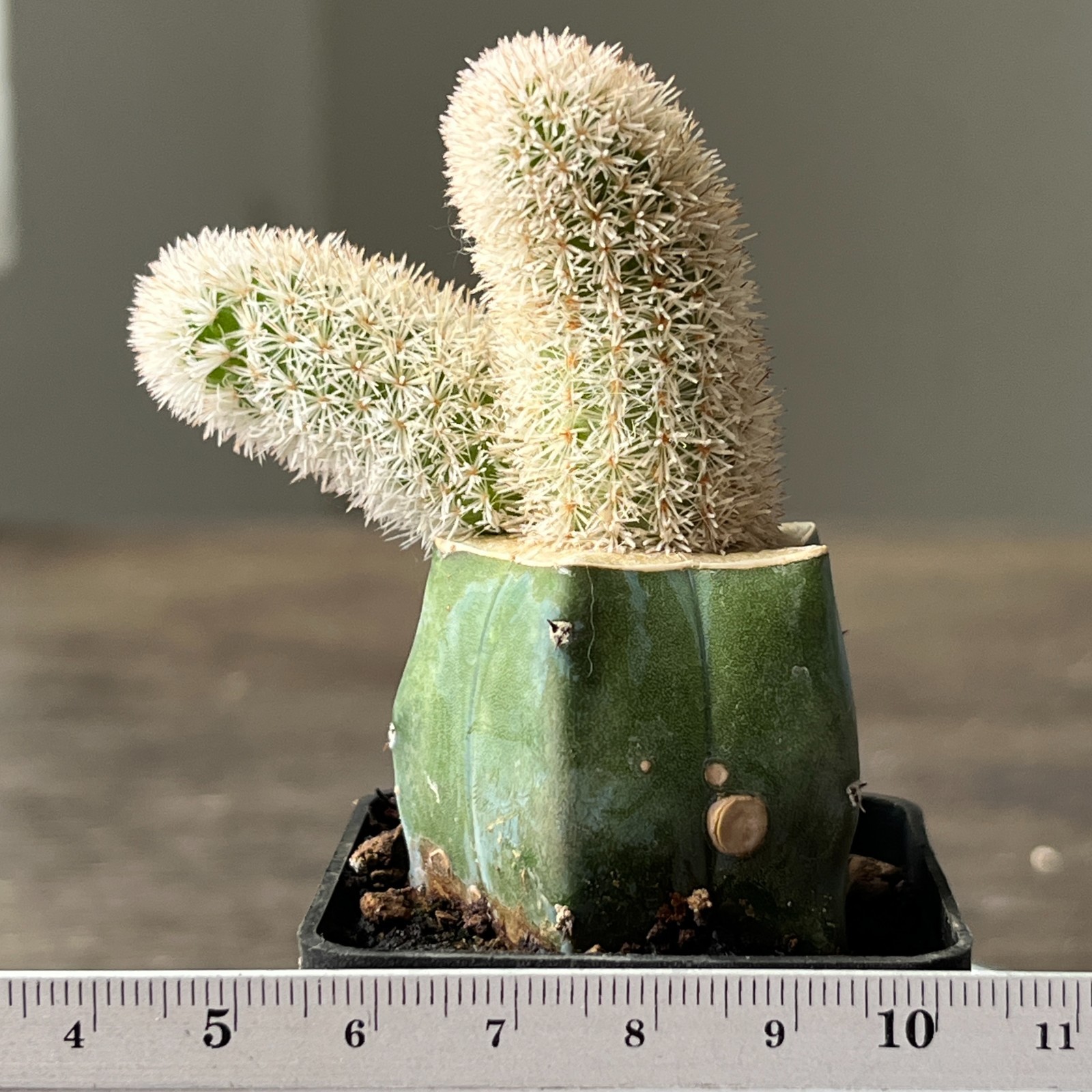 A51-823 Pygmaeocereus densiaculeatus, grafted