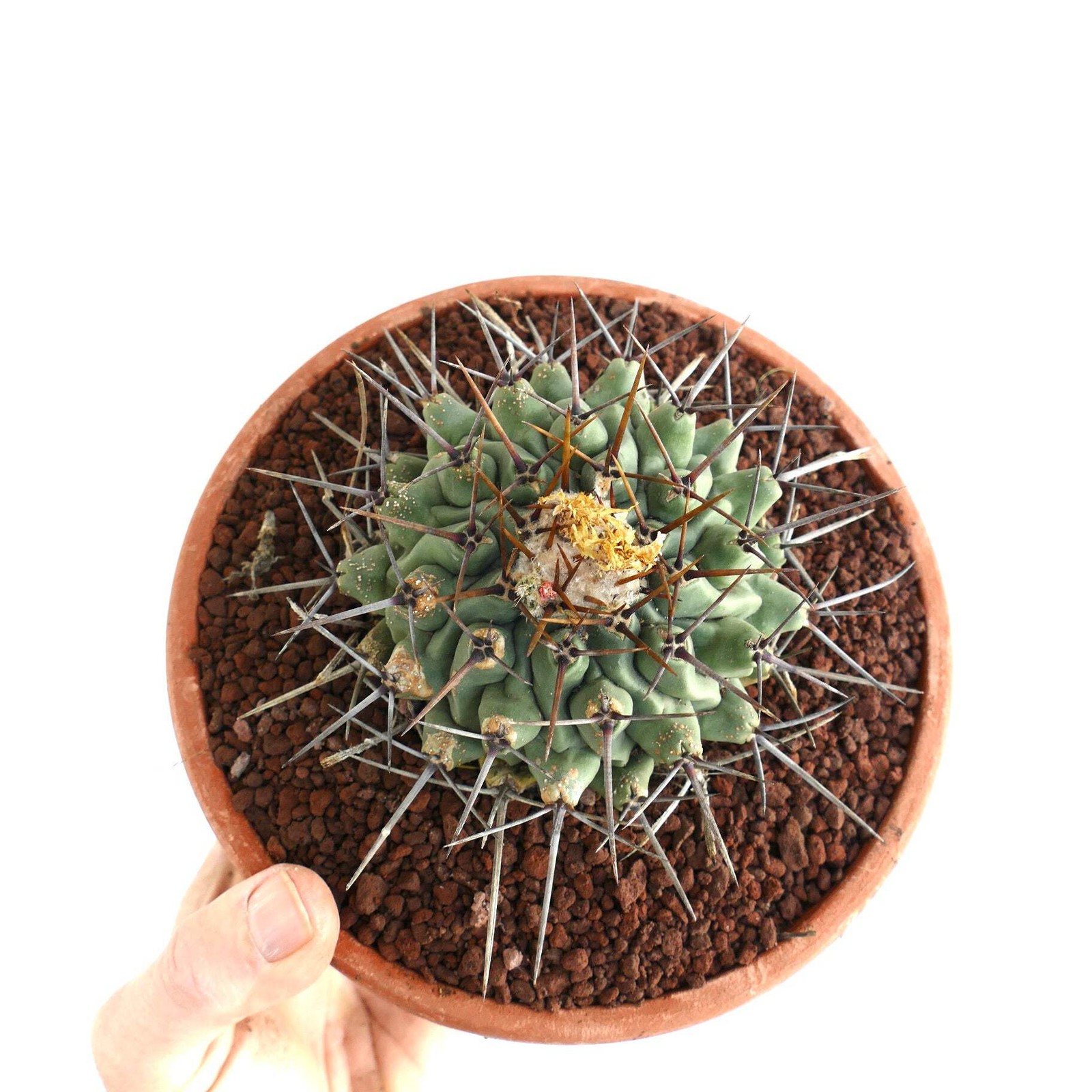 Thelocactus rinconensis OLD PLANT – Rincon cactus | Thelocactus