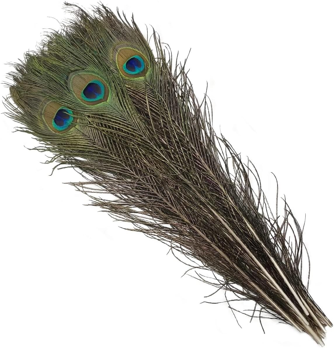 Natural Peacock Feathers 16-18Inch for Home Decor Flower Arrangement Centerpiece