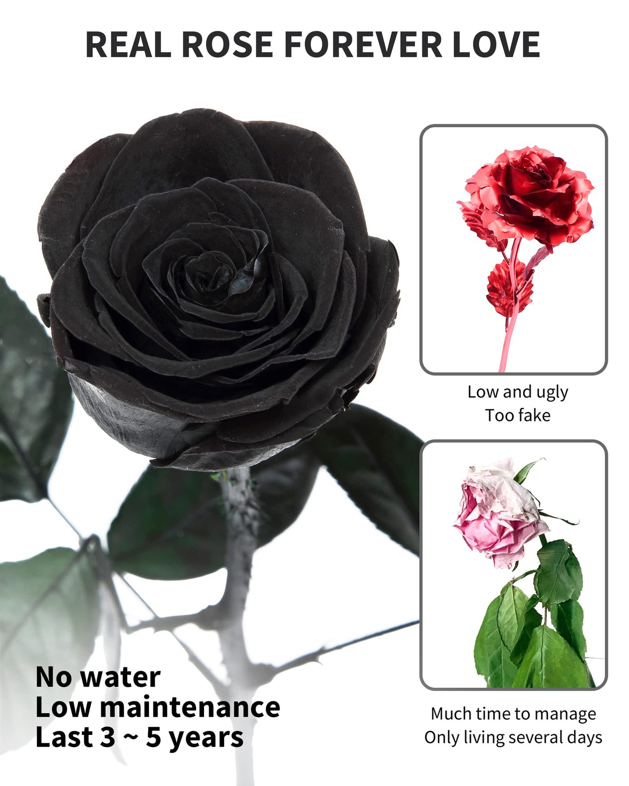 SofLiv Preserved Rose, Flowers for Delivery SingleRose, 02-black