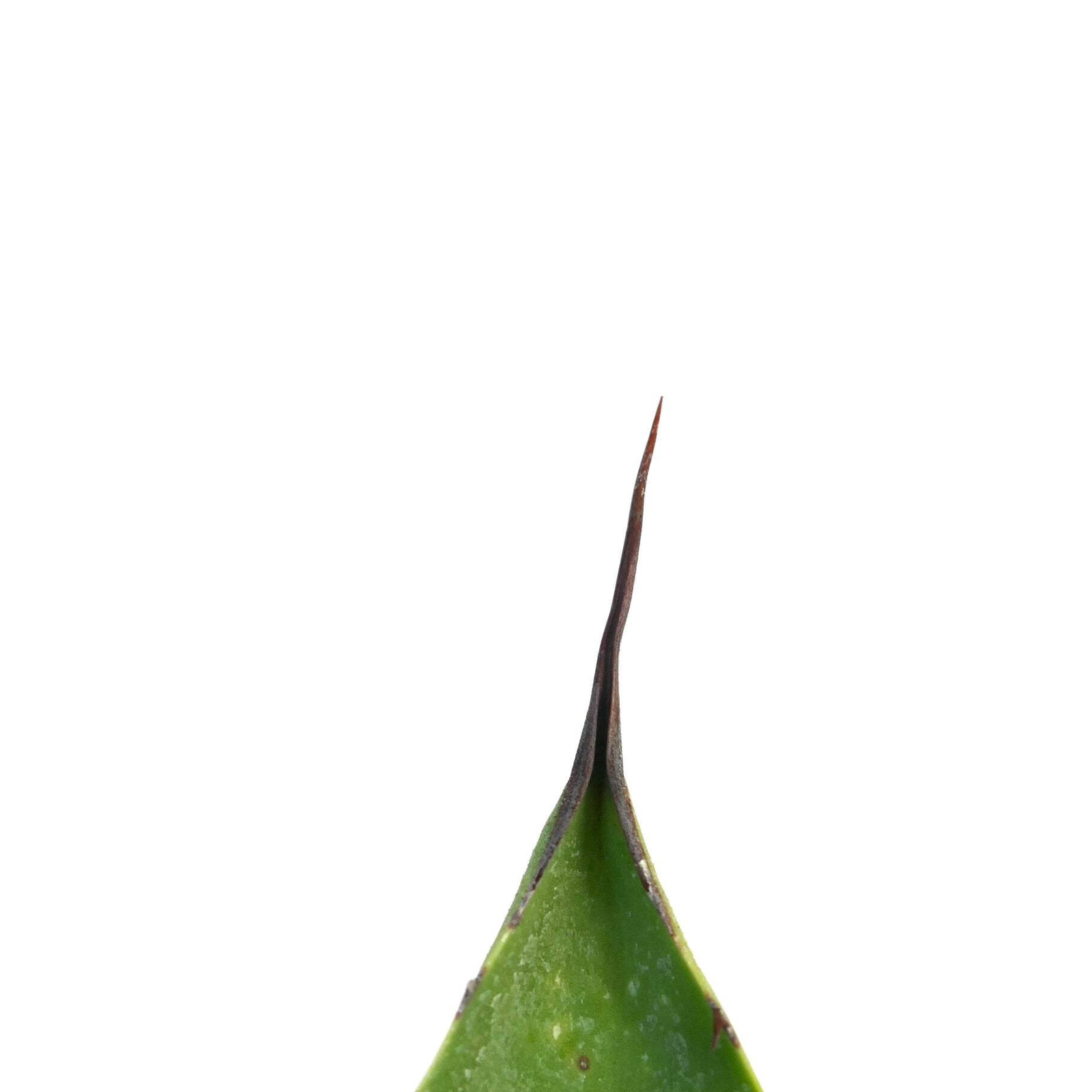 Agave americana X applanata – Century plant hybrid | American agave hybrid
