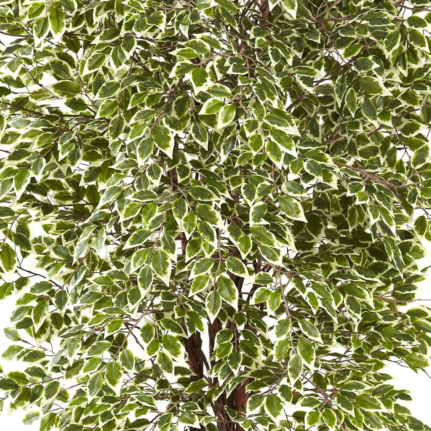 7.5Ft Variegated Mini Ficus Tree – Lifelike Indoor Plant for Home Decor