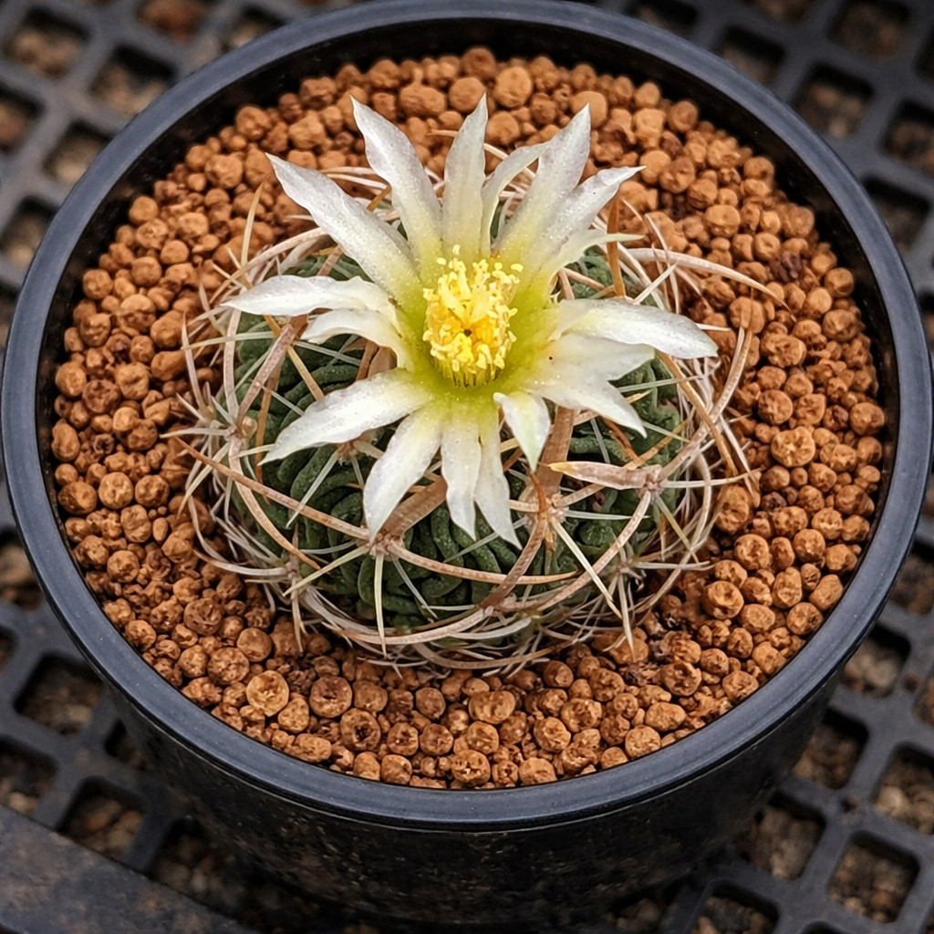 Stenocactus tricuspidatus SEEDS – Rare Cactus SEEDS