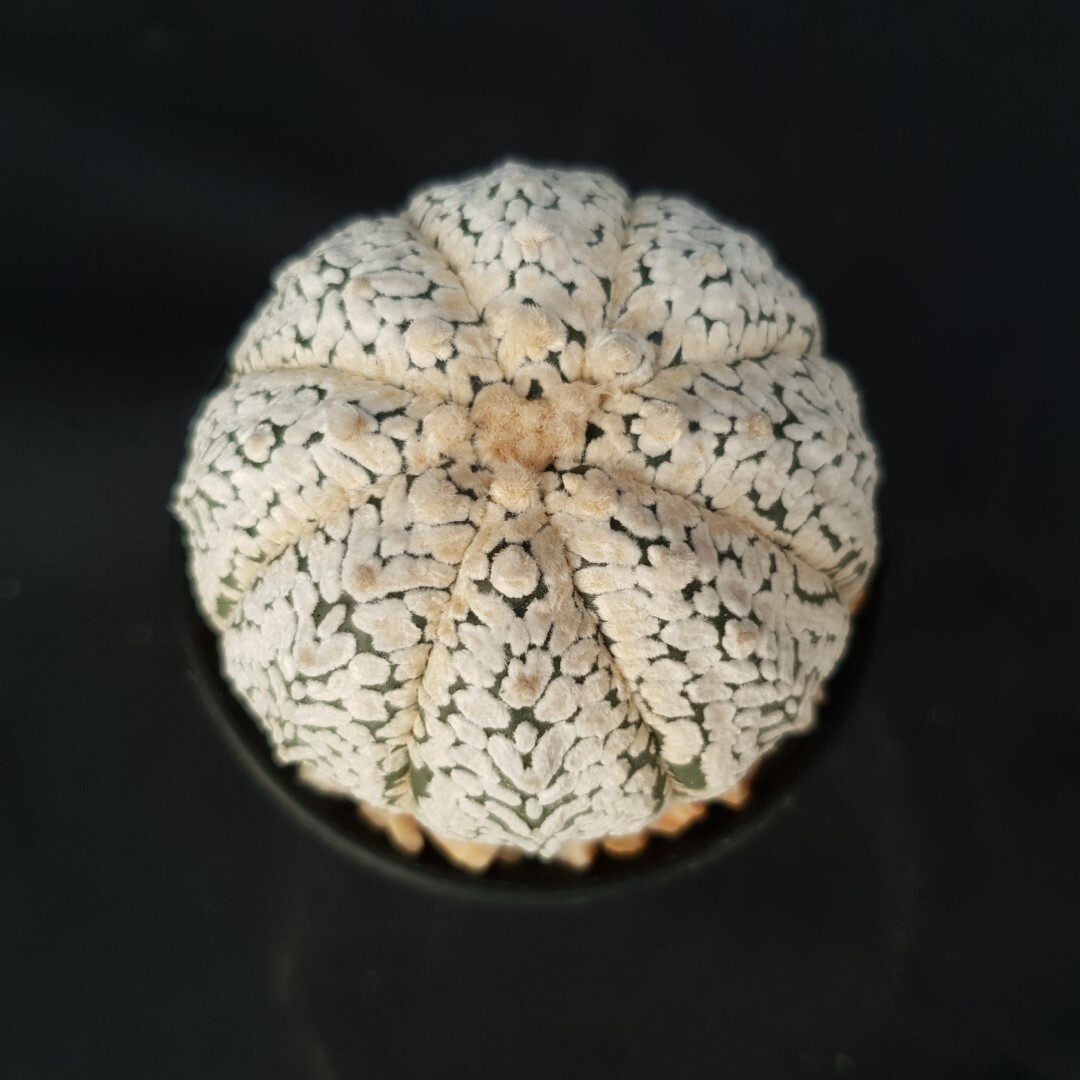 Astrophytum asterias ‘SUPER KABUTO’ seedling, seedgrown