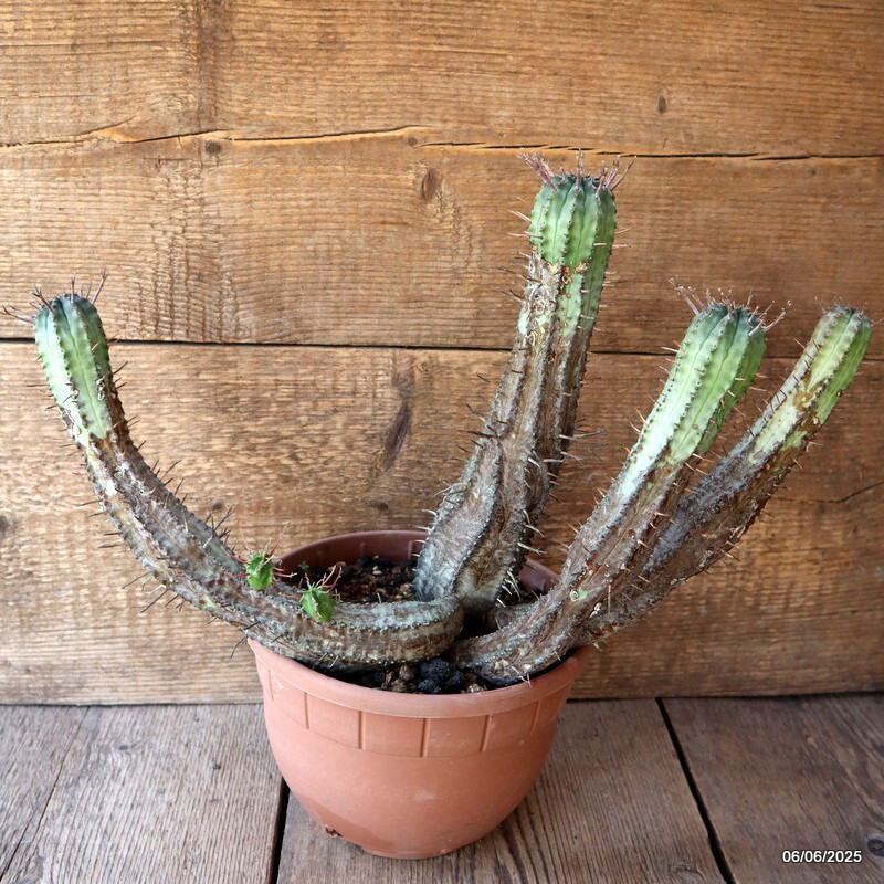D4488 EUPHORBIA FEROX pot20-H27-W42 cm MaMa Cactus