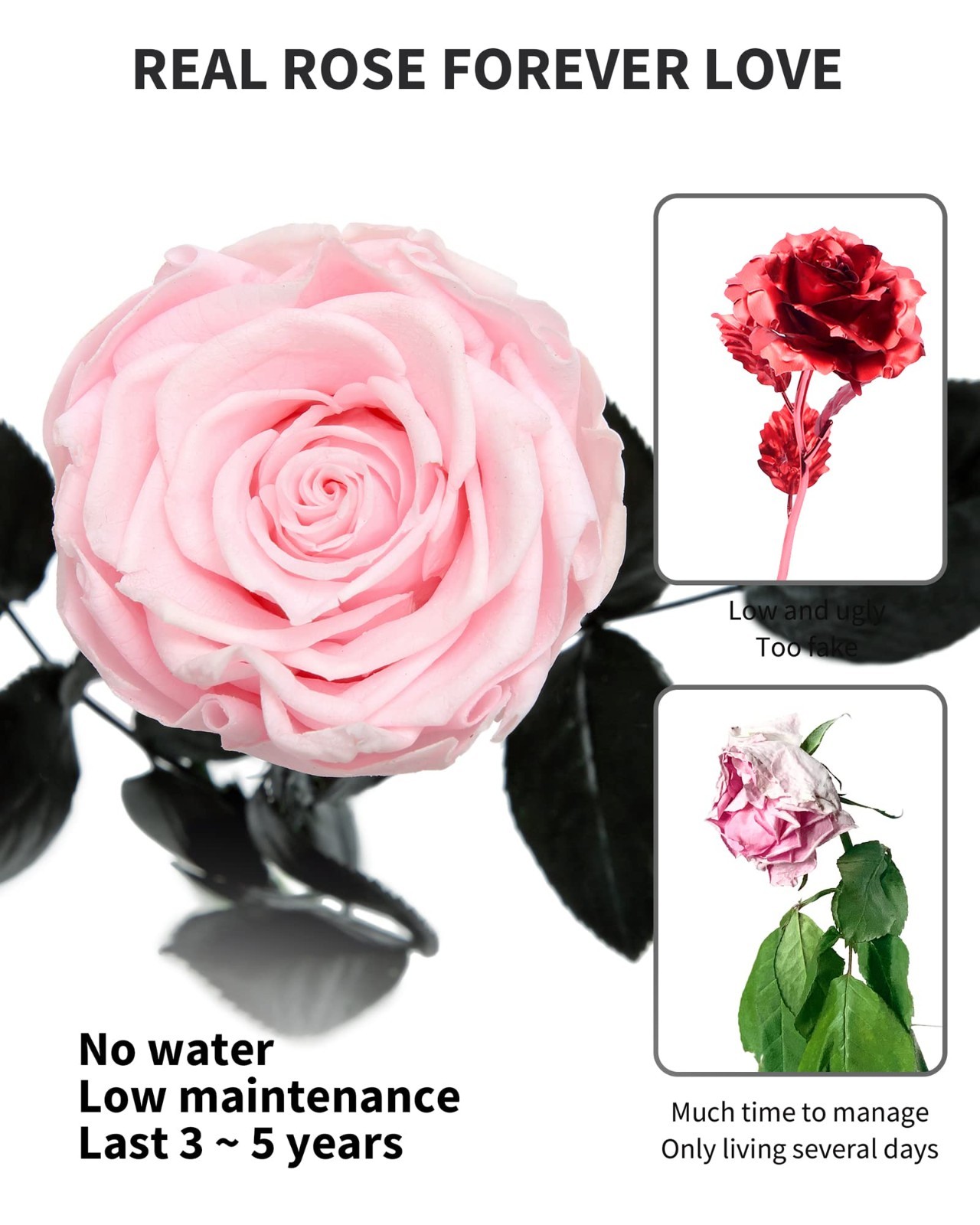 Preserved Real Rose Gift for Women, Mom Birthday Valentines Flowers