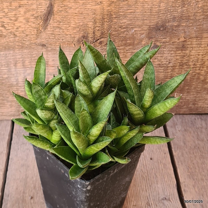 D5584 SANSEVERIA PAGODA TOWER pot10-H15-W20 cm MaMa Cactus