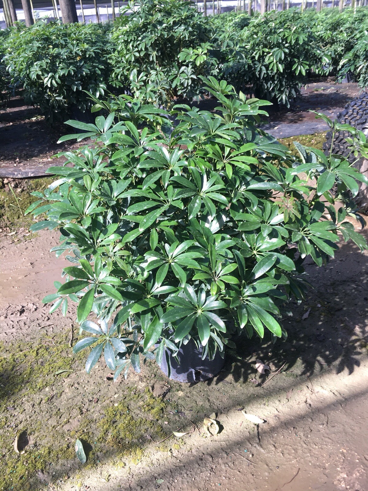 Live Hawaiian 10″Schefflera/Arboricola Bush In An 10” Growers Pot @ 28/30” Tall.