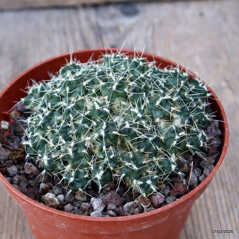D1224 PUNA SUBTERRANEA pot10-H5-W9 cm MaMa Cactus