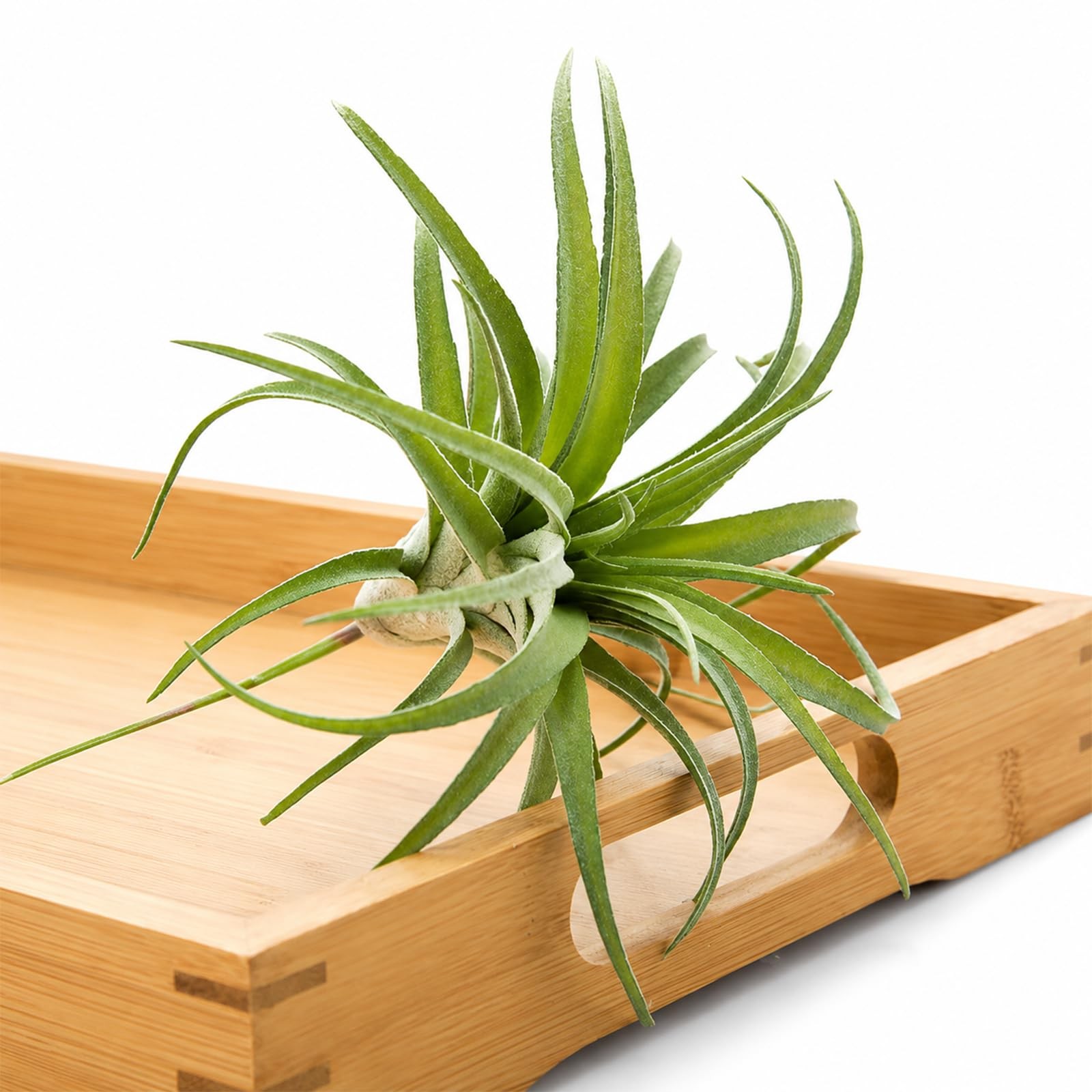 Artificial Flocking Tillandsia Air Plants Pineapple Grass Faux Succulents Bro…
