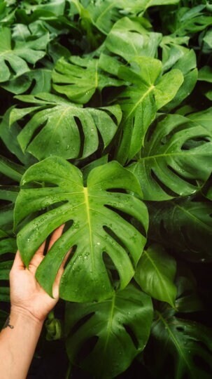 Large Monstera Deliciosa Tropical Split Leaf Plant 10″ Pot Indoor & Outdoor