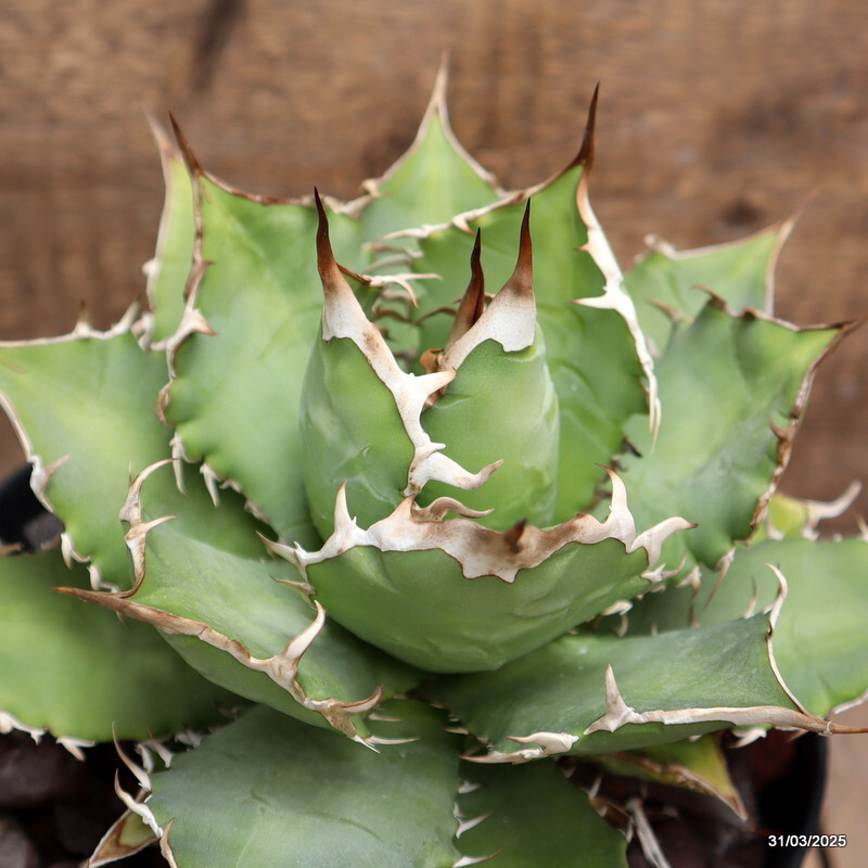 D163 AGAVE TITANOTA pot18-H14-W19 cm MaMa Cactus
