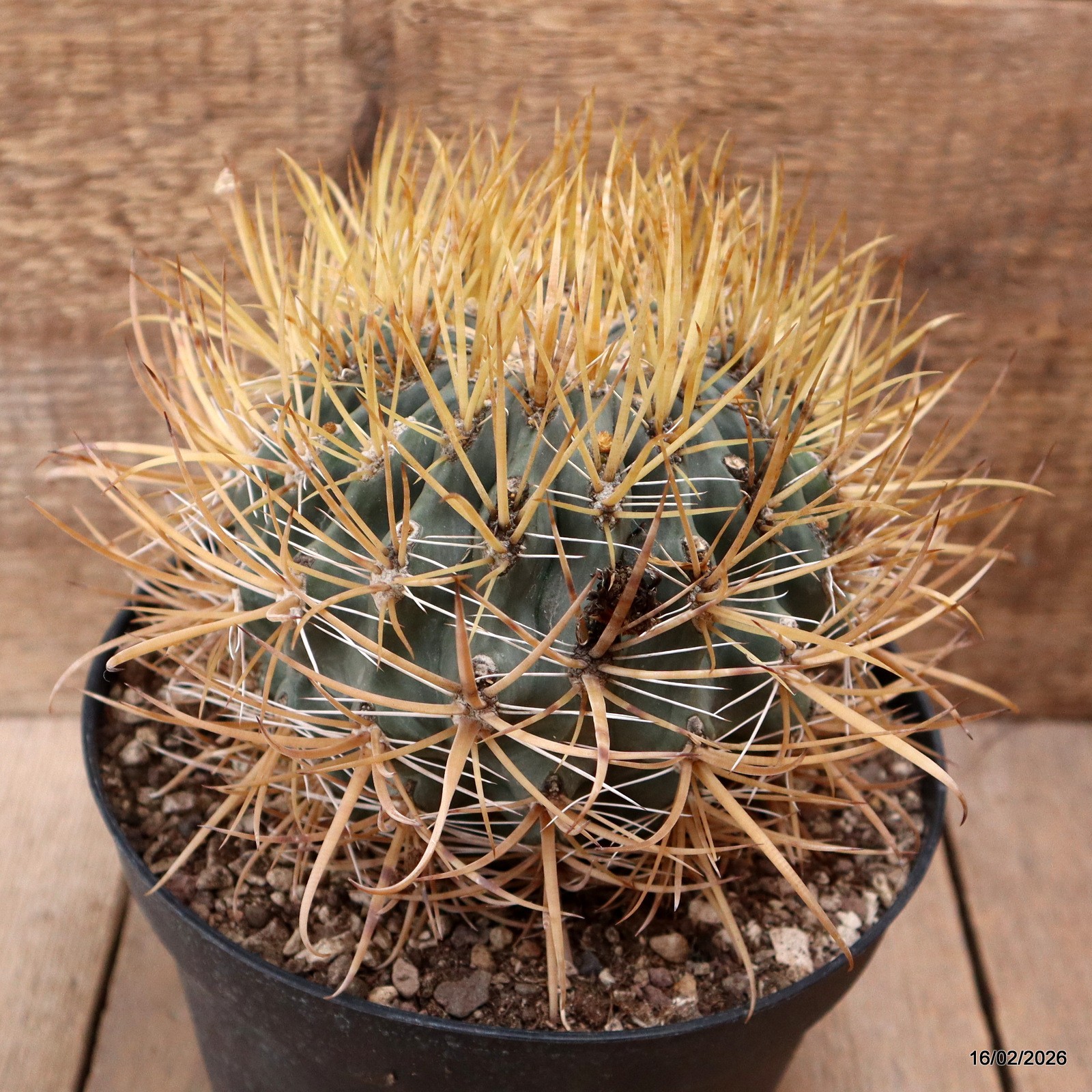 D7808 FEROCACTUS CHRYSACANTHUS pot18-H13-W14 cm MaMa Cactus