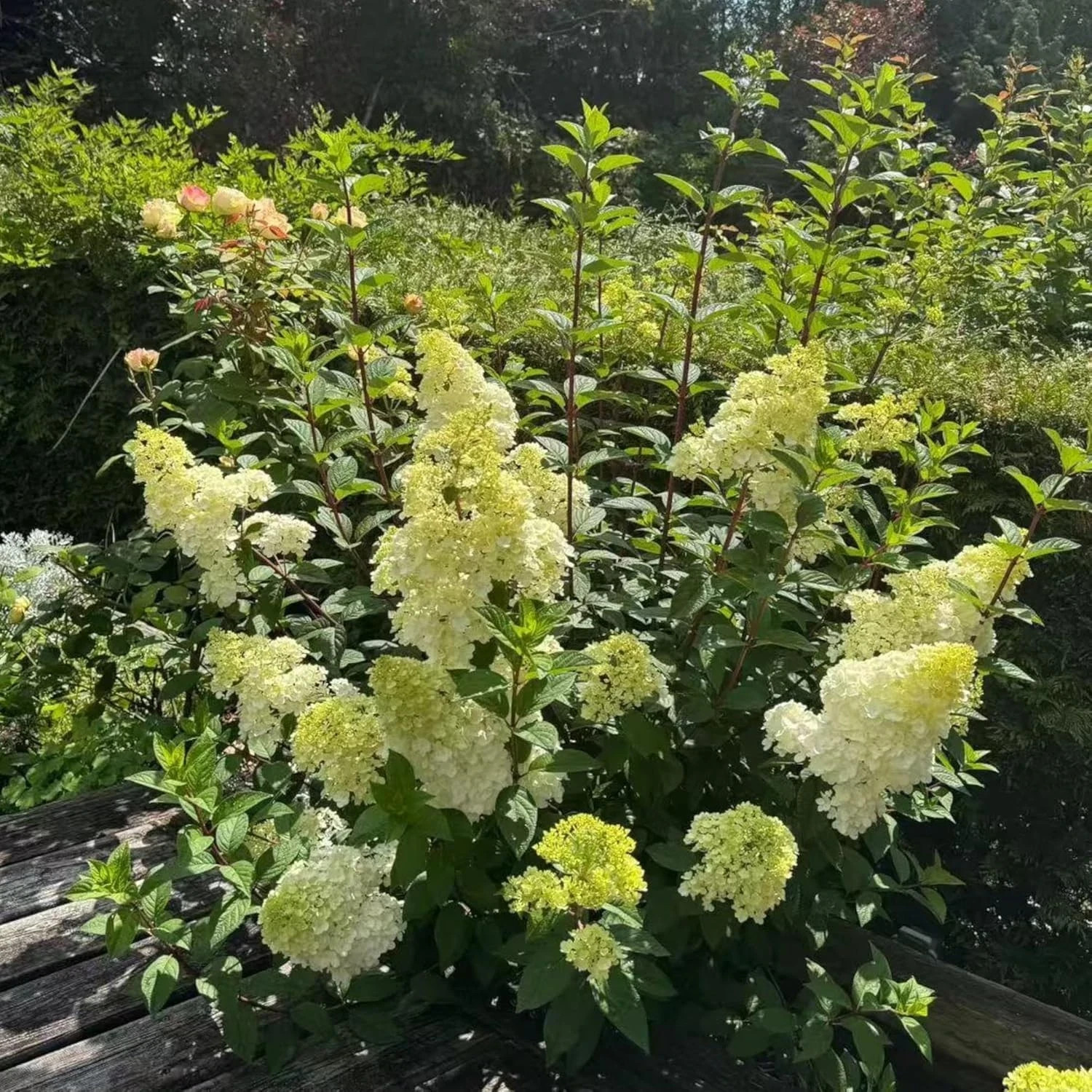 50 Pink and White Hydrangea Seeds – Cone Bloom Variety for Garden Borders and