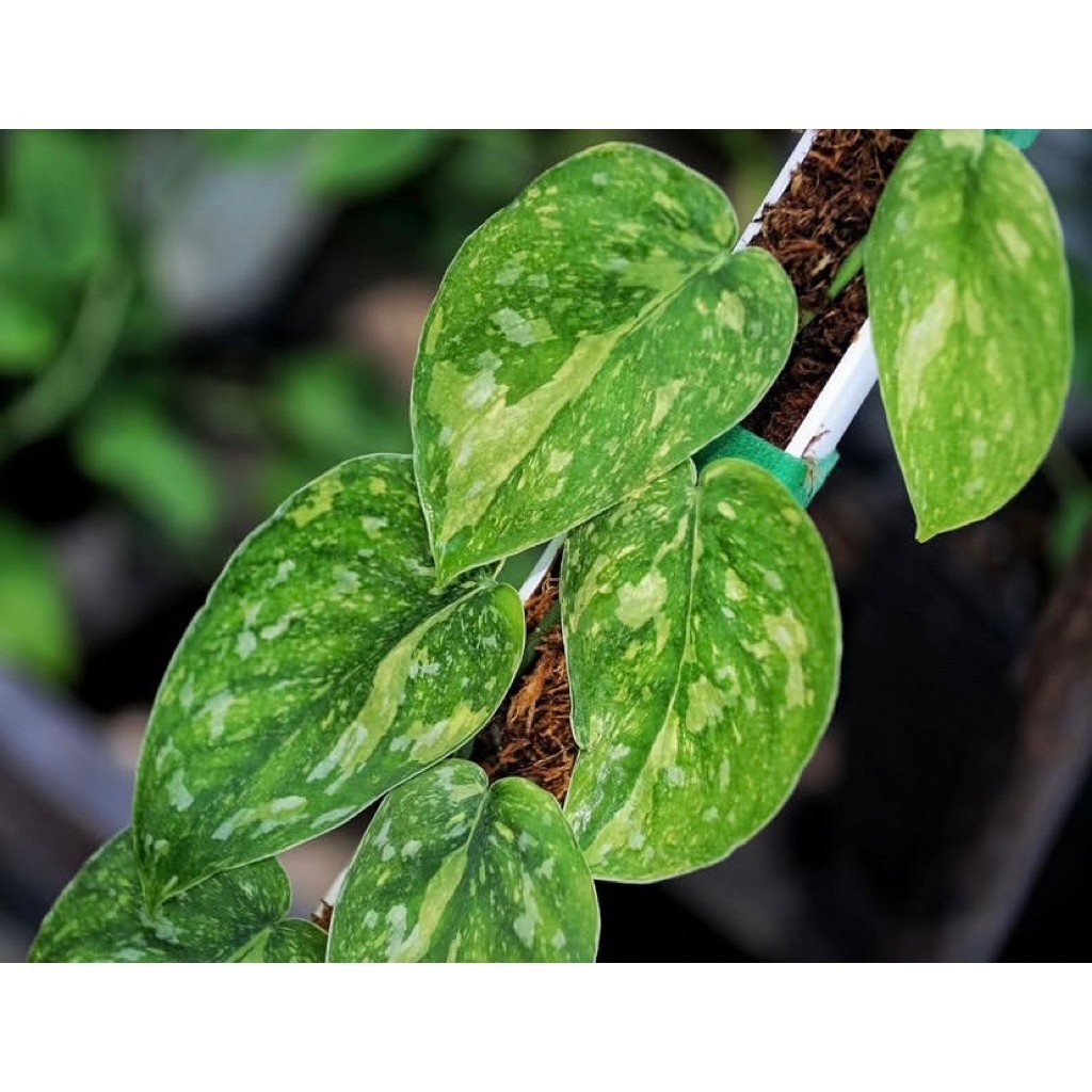 Scindapsus Baticon, Rare Variegated, Real Picture, Aroid Houseplant