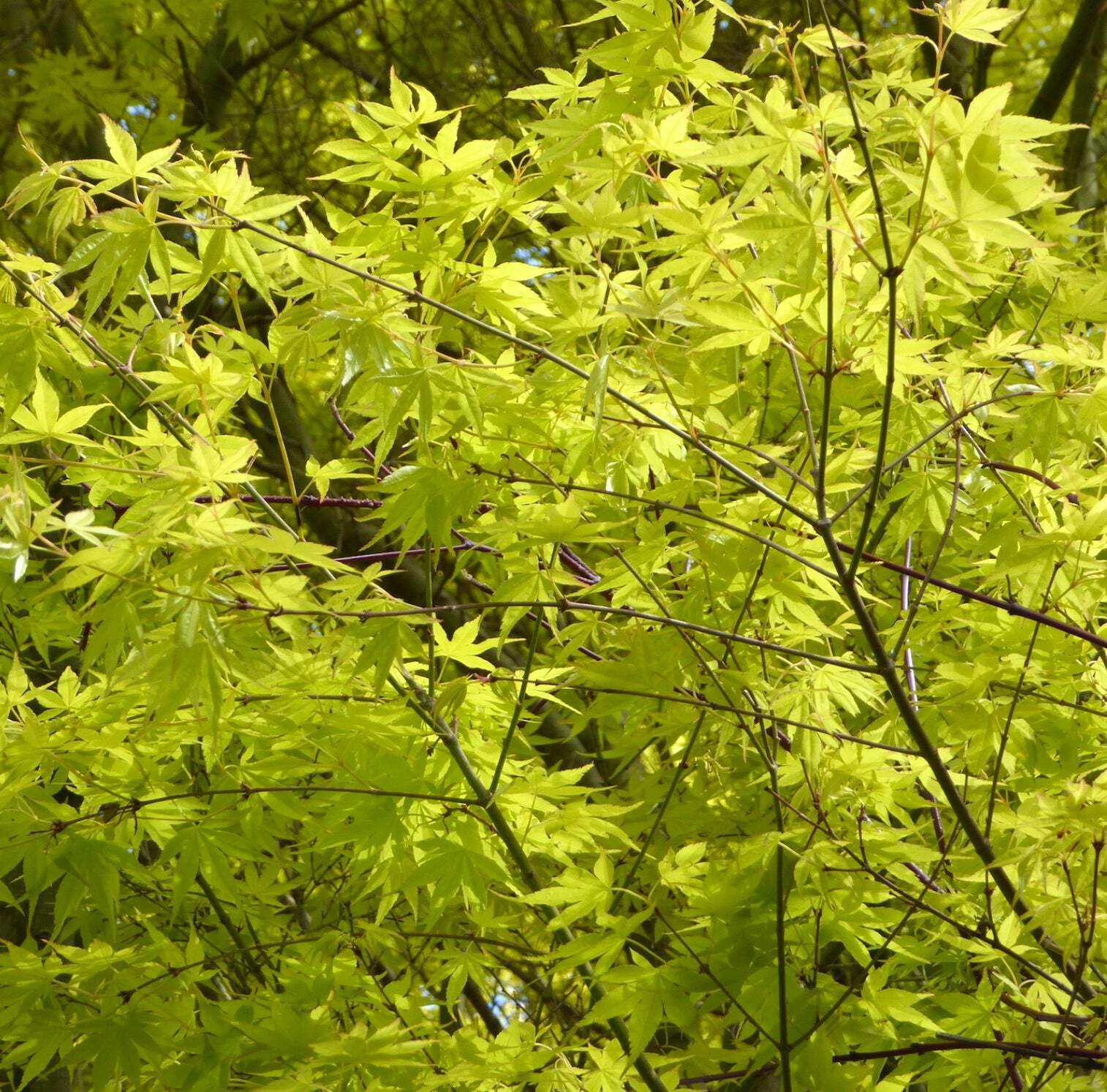 Acer palmatum cv ‘Katsura’ – Japanese maple | Palmate maple