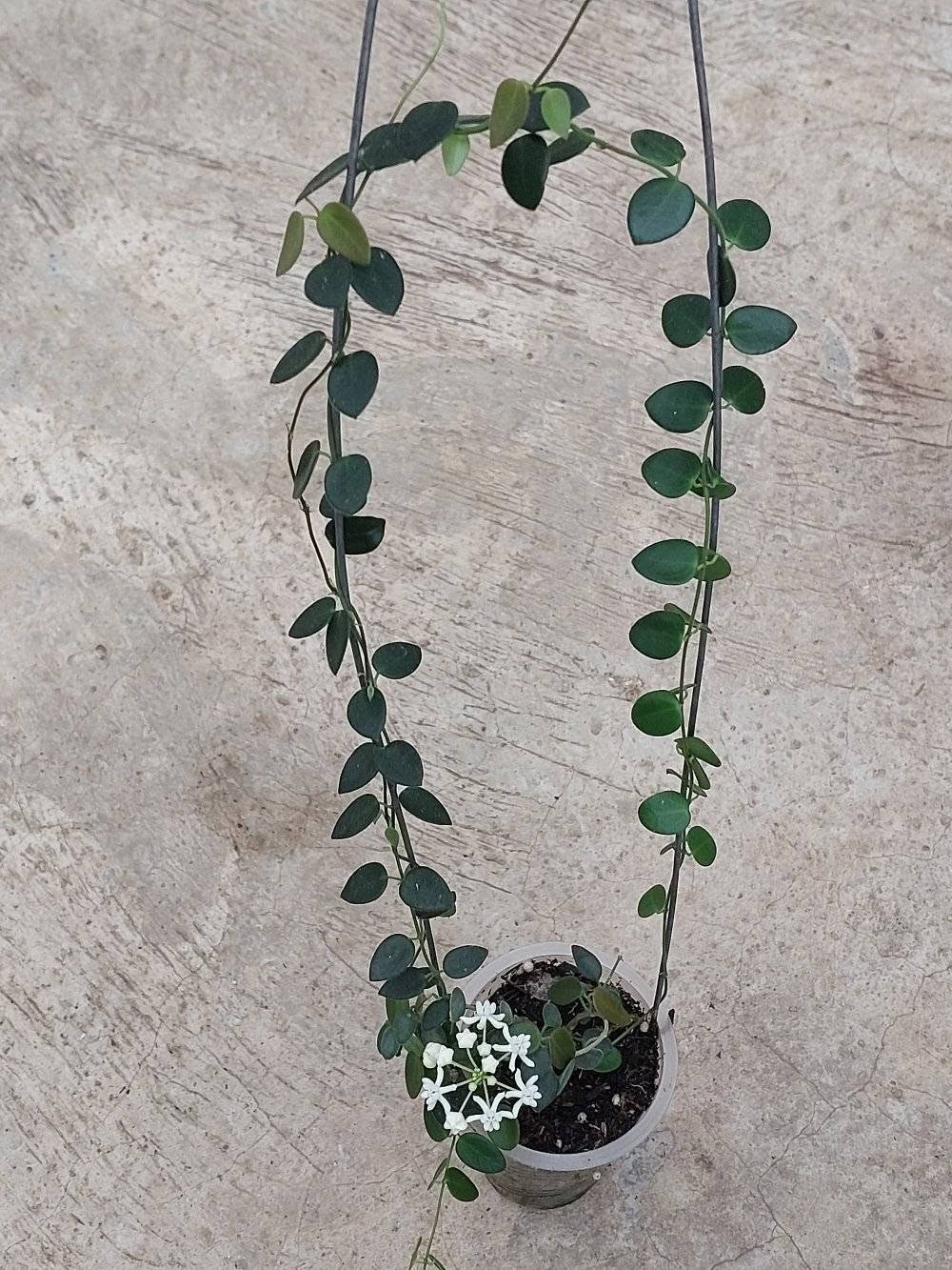 Hoya IM08 Sp Papua Rare Variegated, Real Picture, Aroid Houseplant