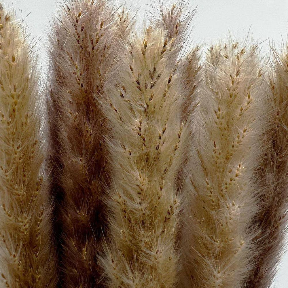 20 In. Brown Natural Indoor Non Artificial Dried Preserved Small Pampass Grass (