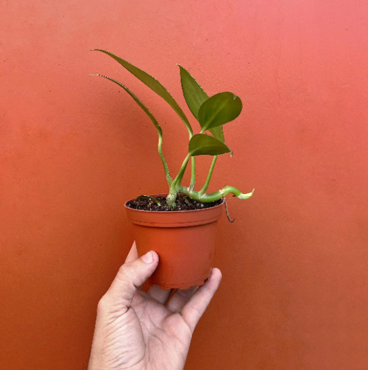Dragon Tail Rhaphidophora in 4″ Pot | Indoor & Outdoor Live Tropical House Plant
