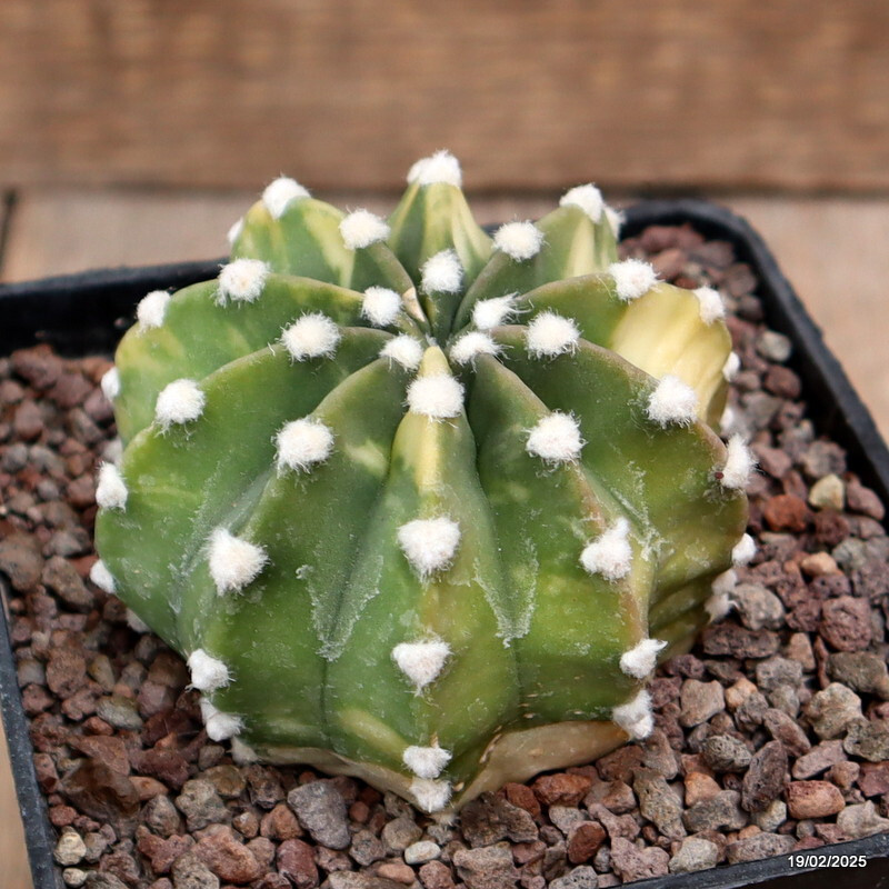 D546 ECHINOPSIS SUBDENUDATA VARIEGATED pot10-H6-W8 cm MaMa Cactus