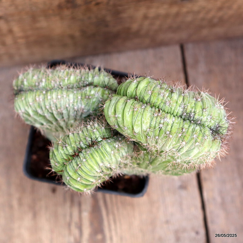 D4372 POLASKIA CHICHIPE CRESTED pot10-H17-W16 cm MaMa Cactus