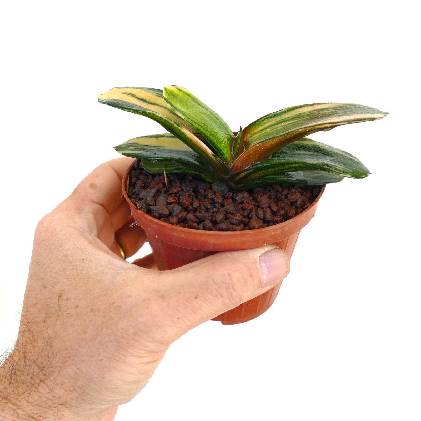 Gasteria pillansii x batesiana YELLOW VARIEGATED – Ox Tongue | Lawyer’s Tongue
