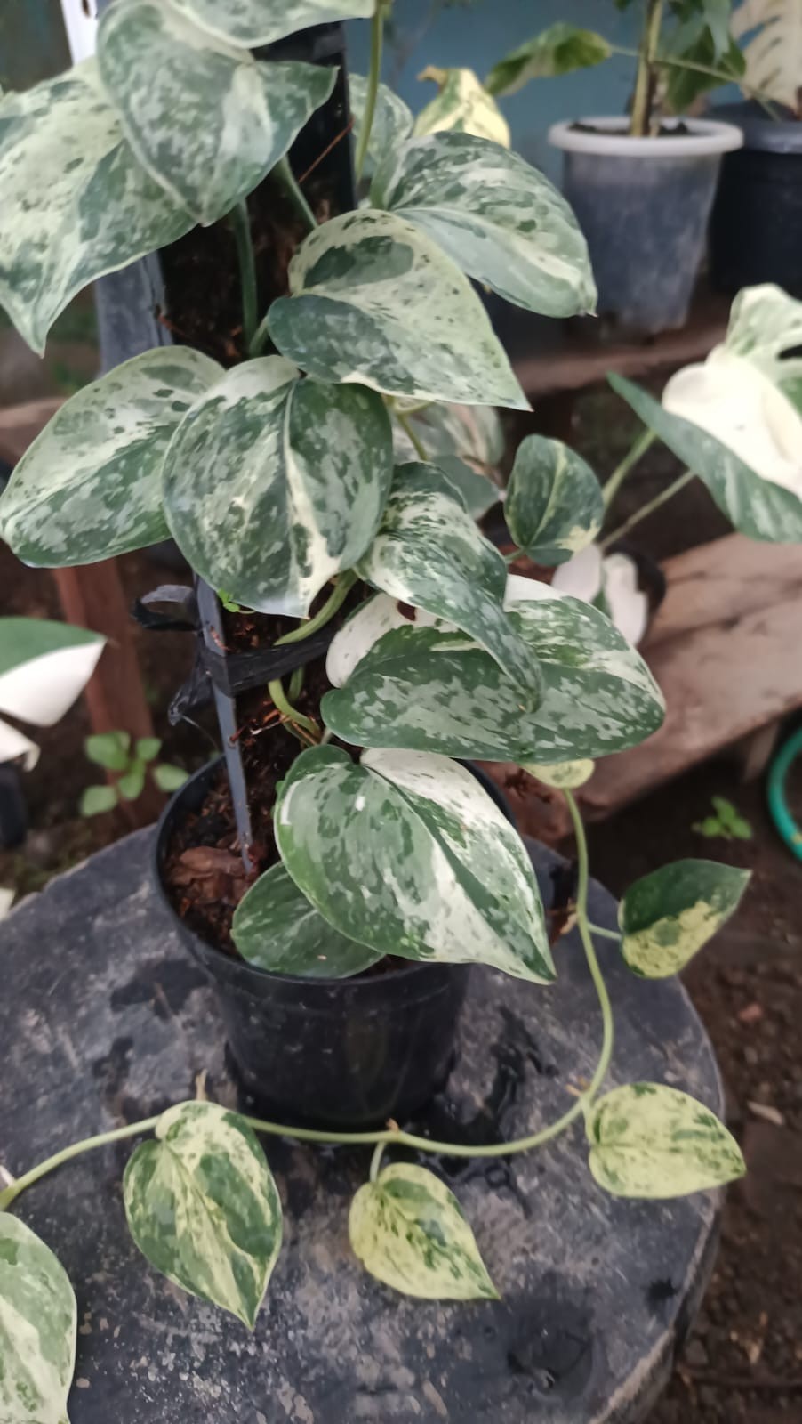 Real Pict Scindapsus Exotica Marble No Id Mutation Variegated Large Size