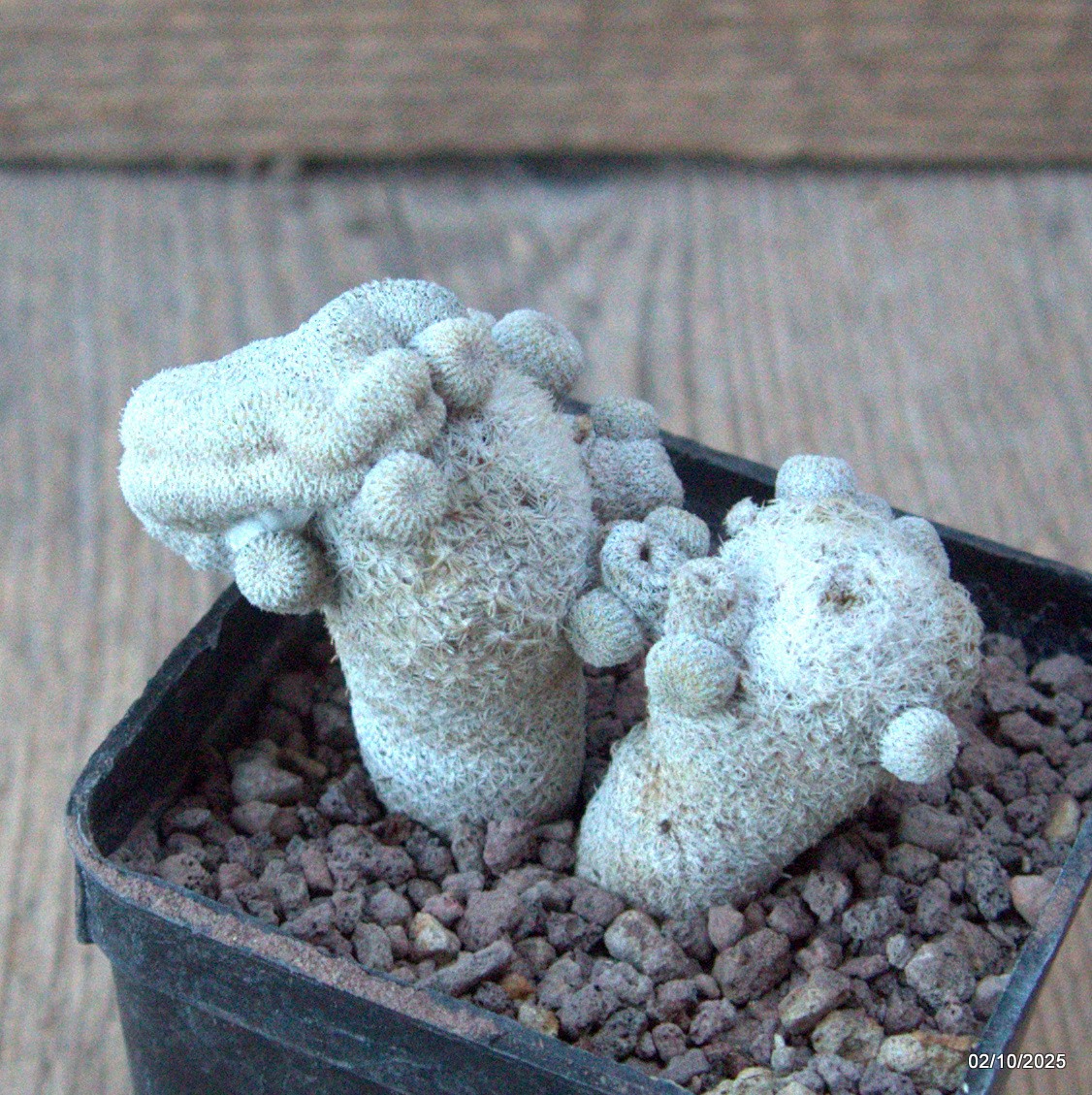 D6817 EPITHELANTHA MICROMERIS MONSTER CRESTED pot7-H6-W8 cm MaMa Cactus