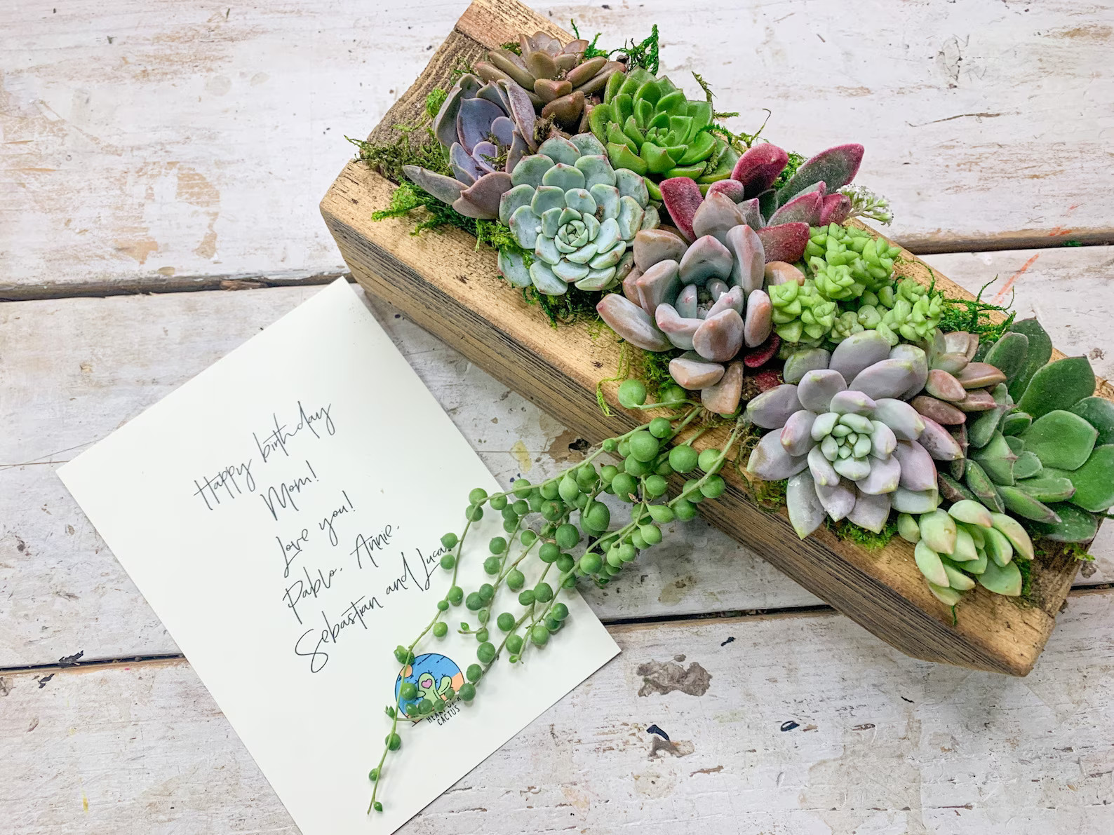 Live Succulent Arrangement Planter, Real Succulents, Centerpiece, Sympathy Gift