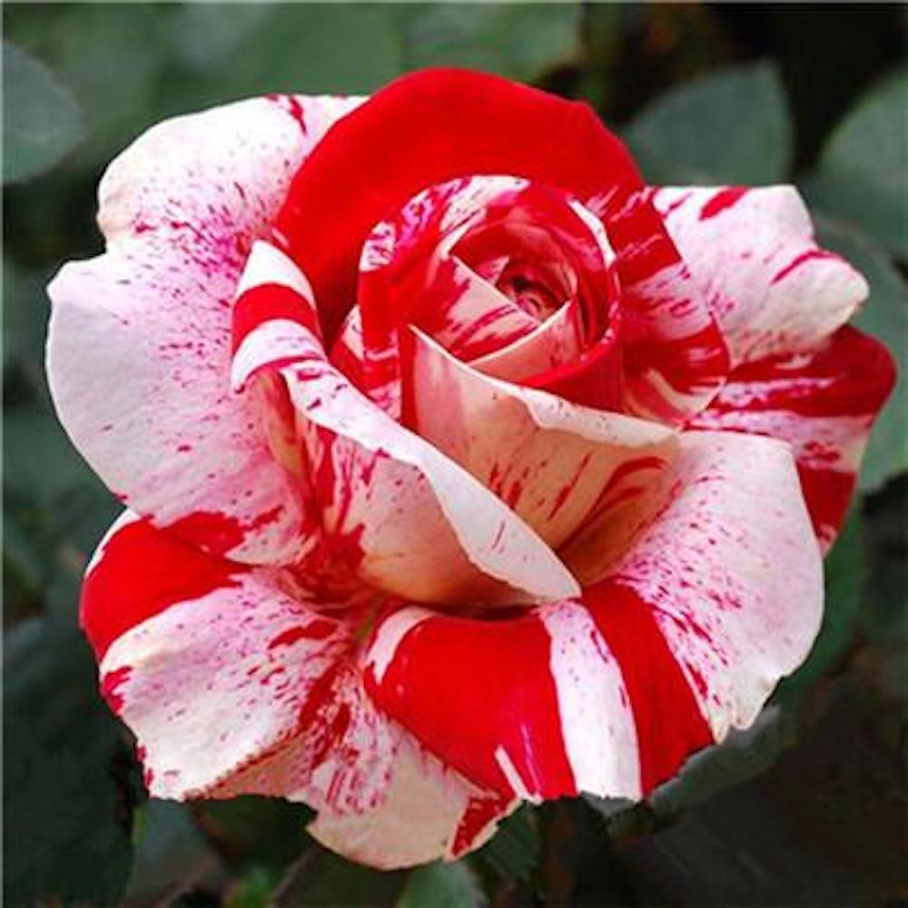 10 ROSE TIGER STRIPE SEEDS rare hybrid dragon flower garden USA SELLER W/TRACK