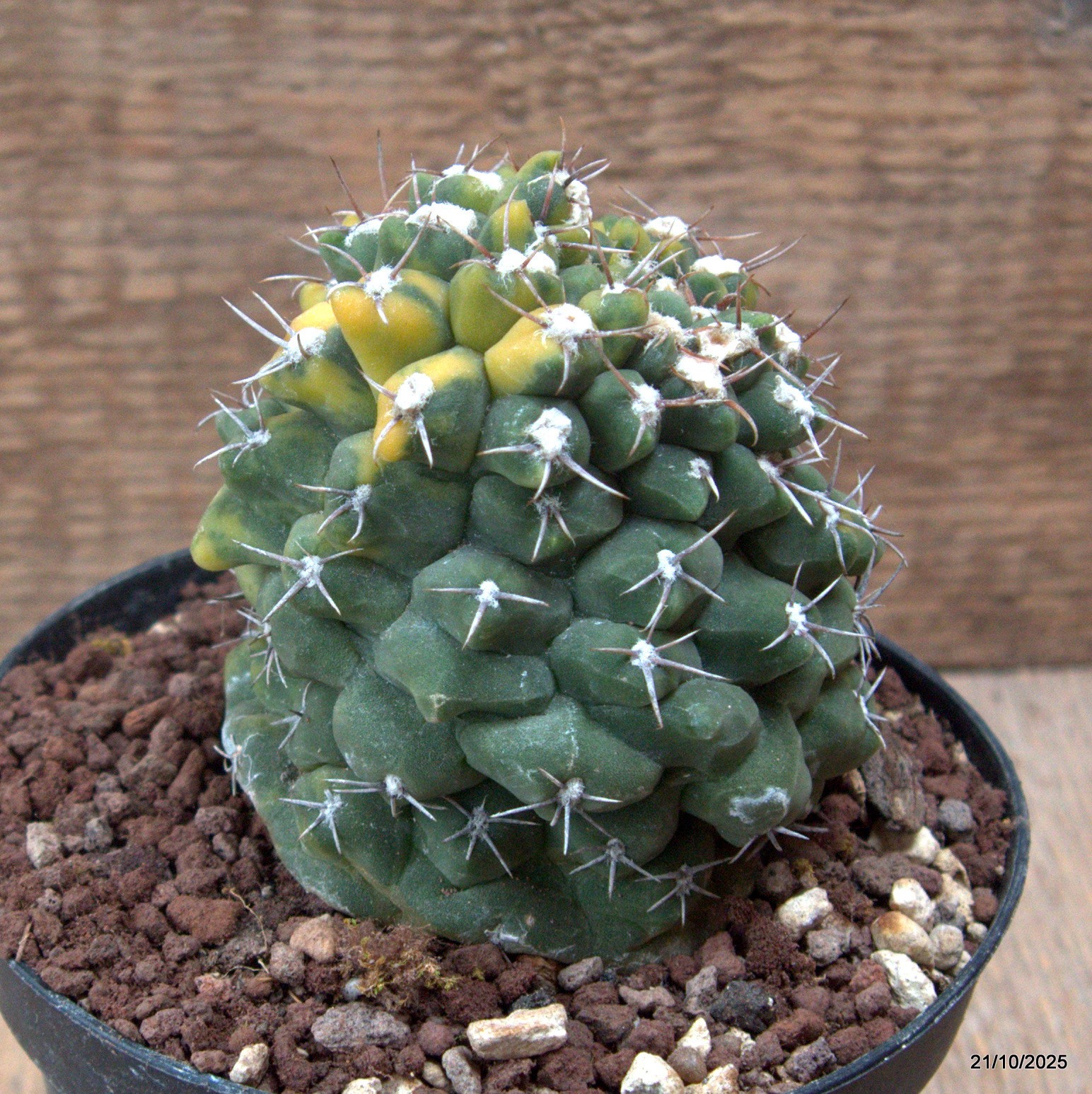D7049 GYMNOCALYCIUM BALDIANUM VARIEGATED pot12-H9-W8 cm MaMa Cactus