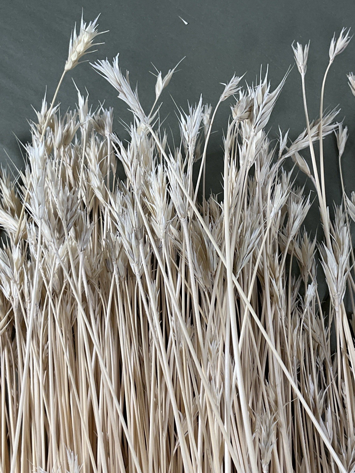 Dried Foxtail Grass Bundle: Rustic Floral Arrangement Supply in Natural Color
