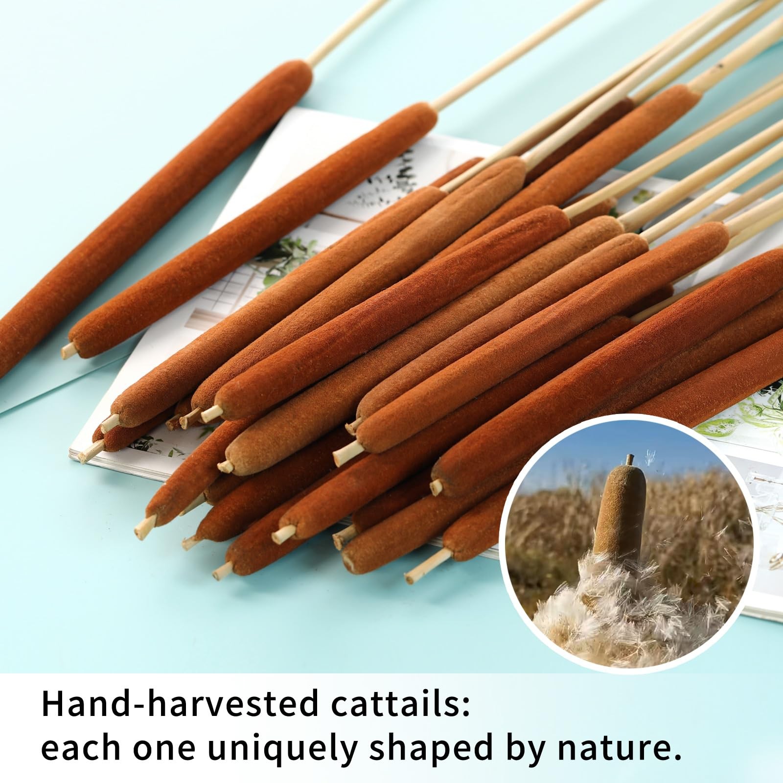 20 PCS 17 Inch Natural Dried Assorted Cattail Flowers Rustic Floral Brown