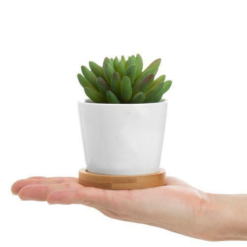 Set of 3 Artificial Succulent Plants in White Ceramic Pots with Bamboo Saucers