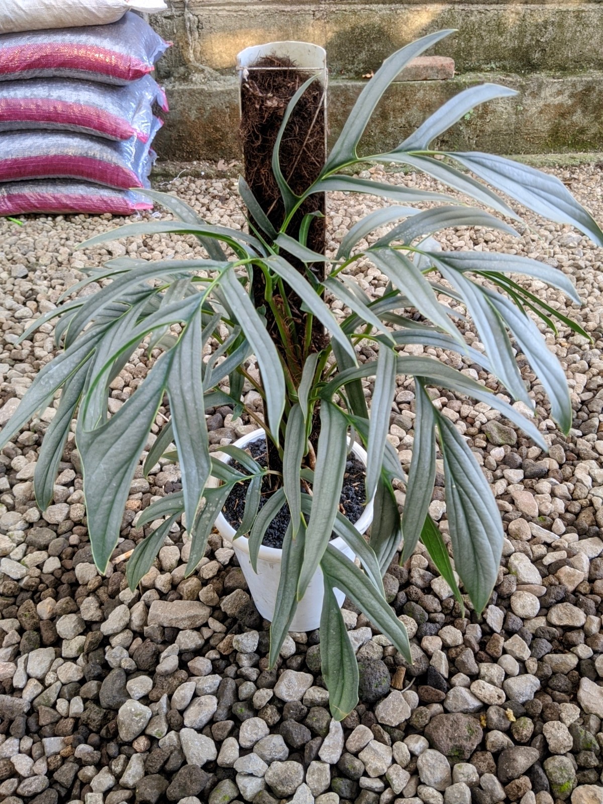 Raphidopora Tenuis Silver Large Size Real Picture