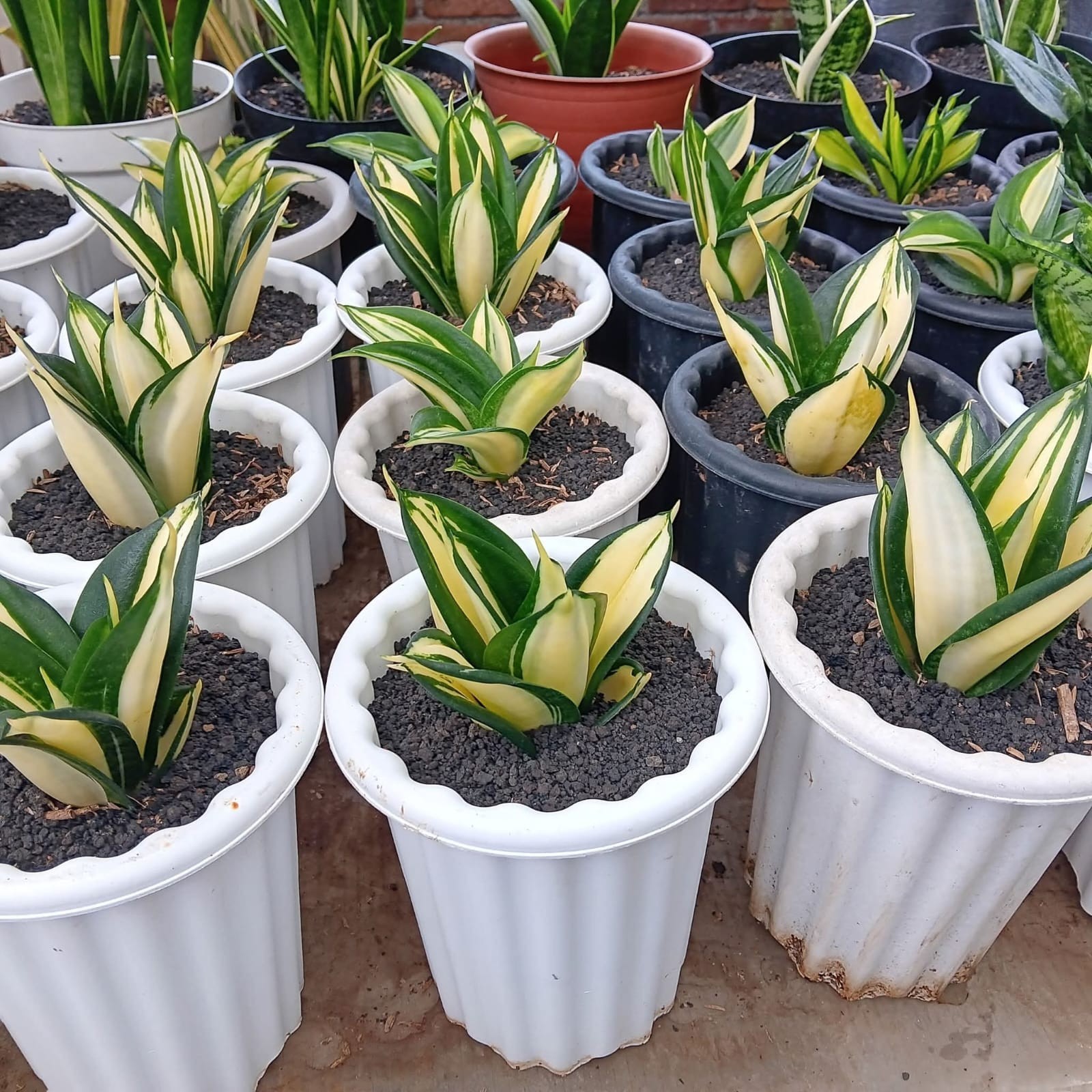 Sansevieria Hahnii Siam Tower Rare Uniqe Snake Plant
