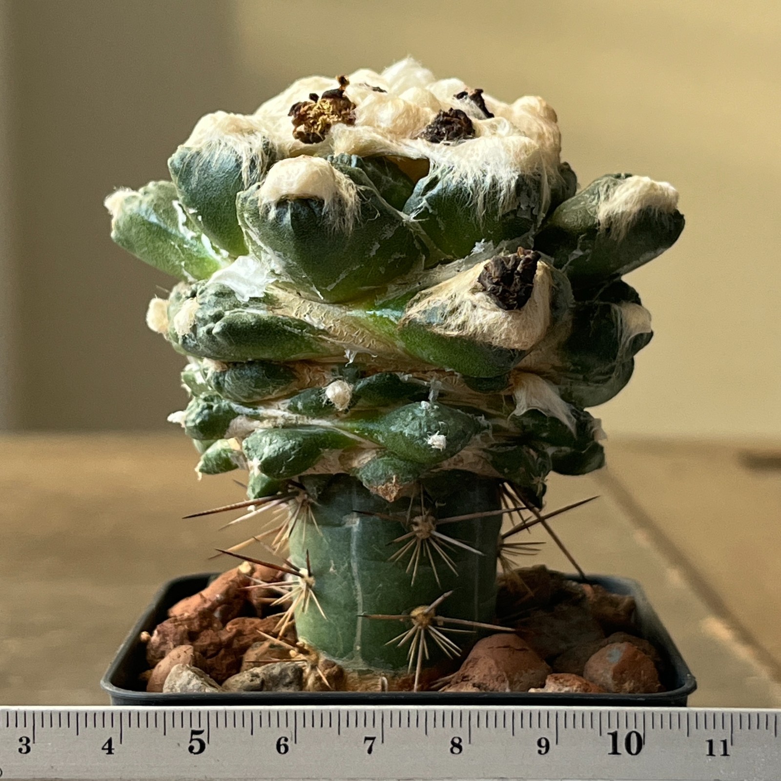 A52-1250 Cactus hybrid (fissuratus x retusus)