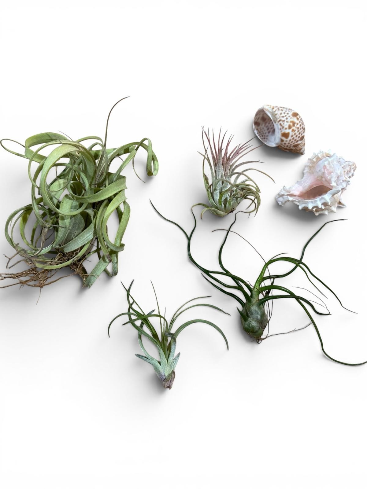 Air Plant Display Kit 4 Tillandsia Tray Glass Gems Shells Coastal Live Decor