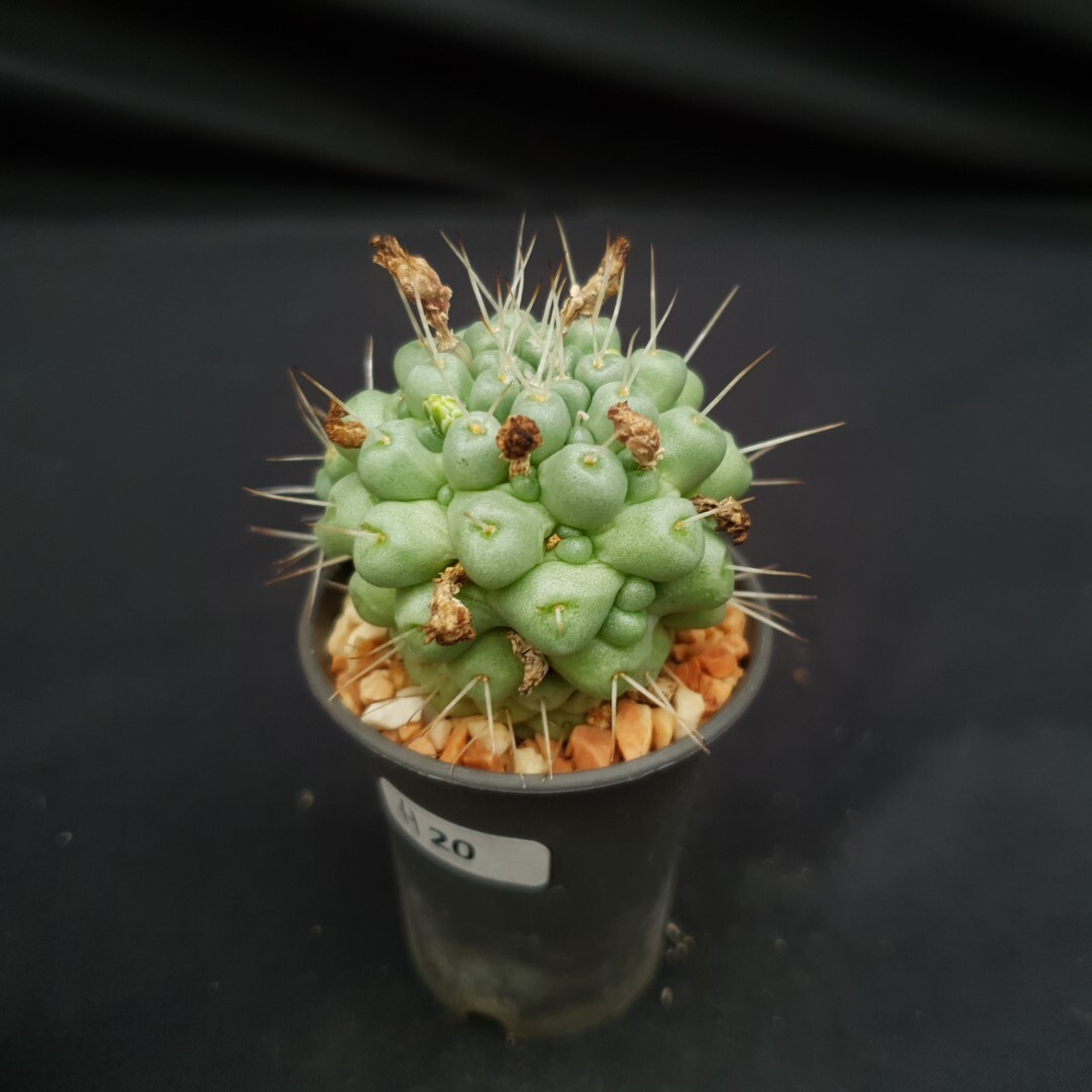 H20: Mammillaria schumannii