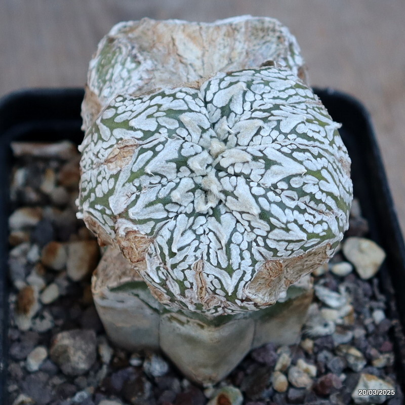A4878 ASTROPHYTUM SUPERKABUTO “V” TYPE GRAFT pot9-H8-W8 cm MaMa Cactus