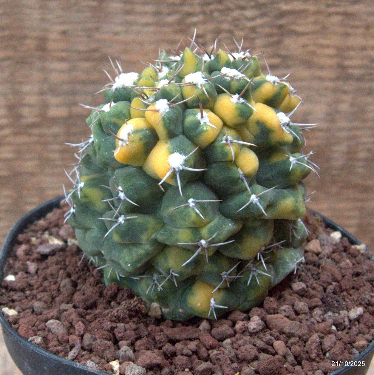 D7049 GYMNOCALYCIUM BALDIANUM VARIEGATED pot12-H9-W8 cm MaMa Cactus